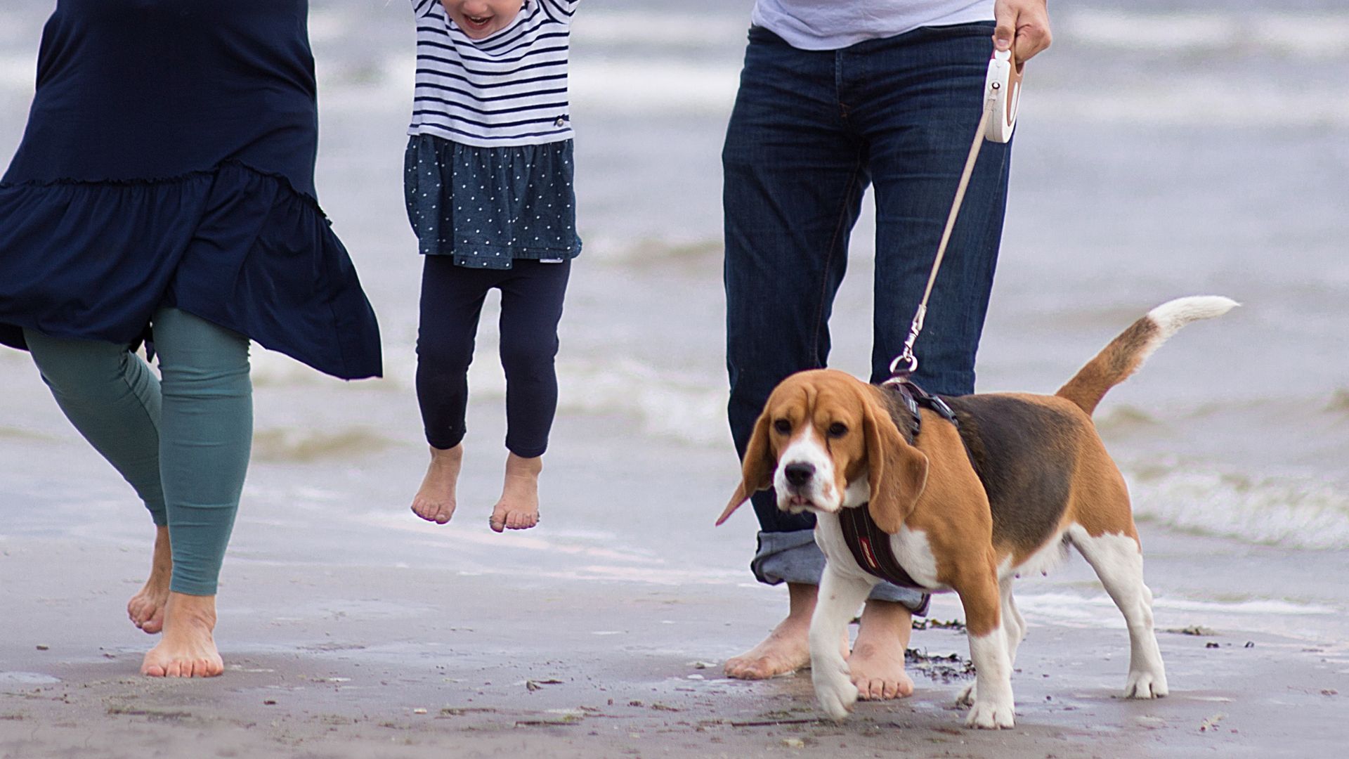 7 Gentle Dog Breeds For Families With Kids