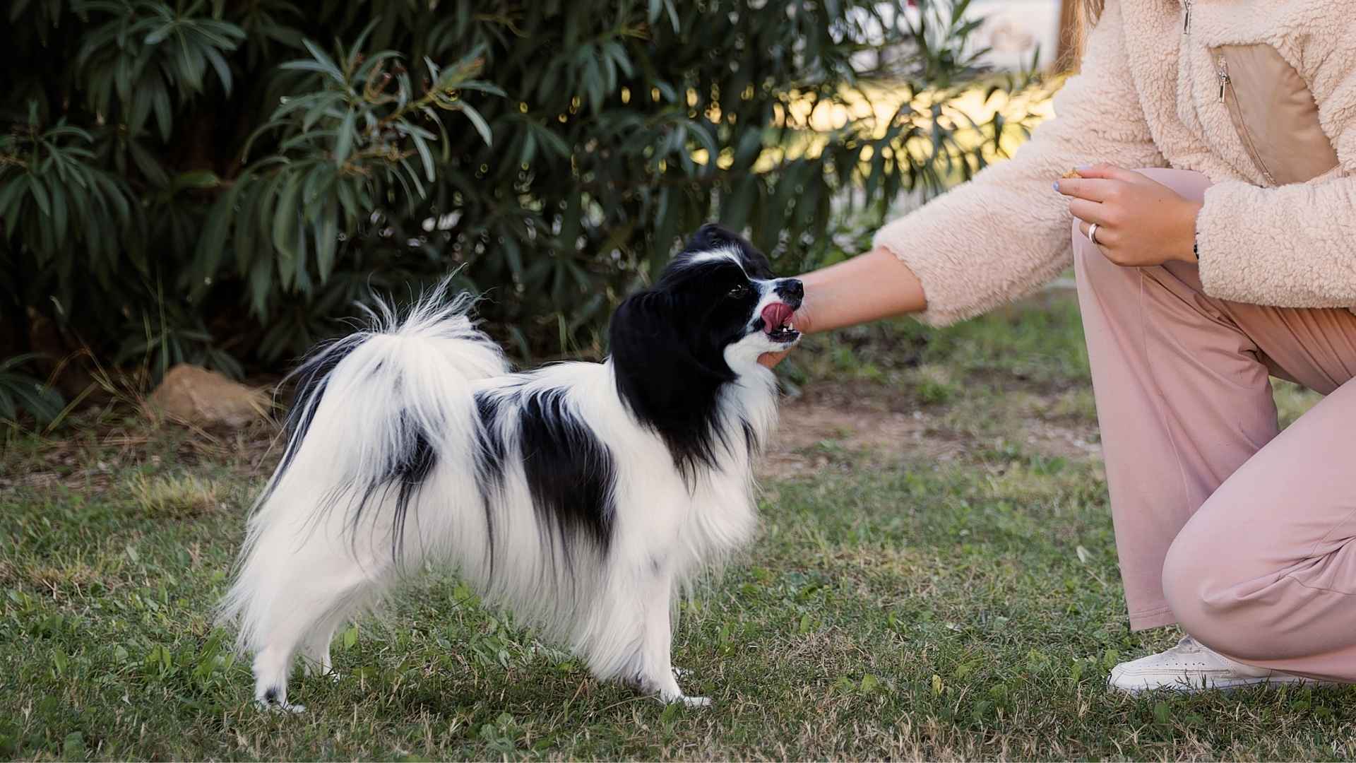 7 Gentle Obedient Toy Dog Breeds Great as Gifts for Every Occasion