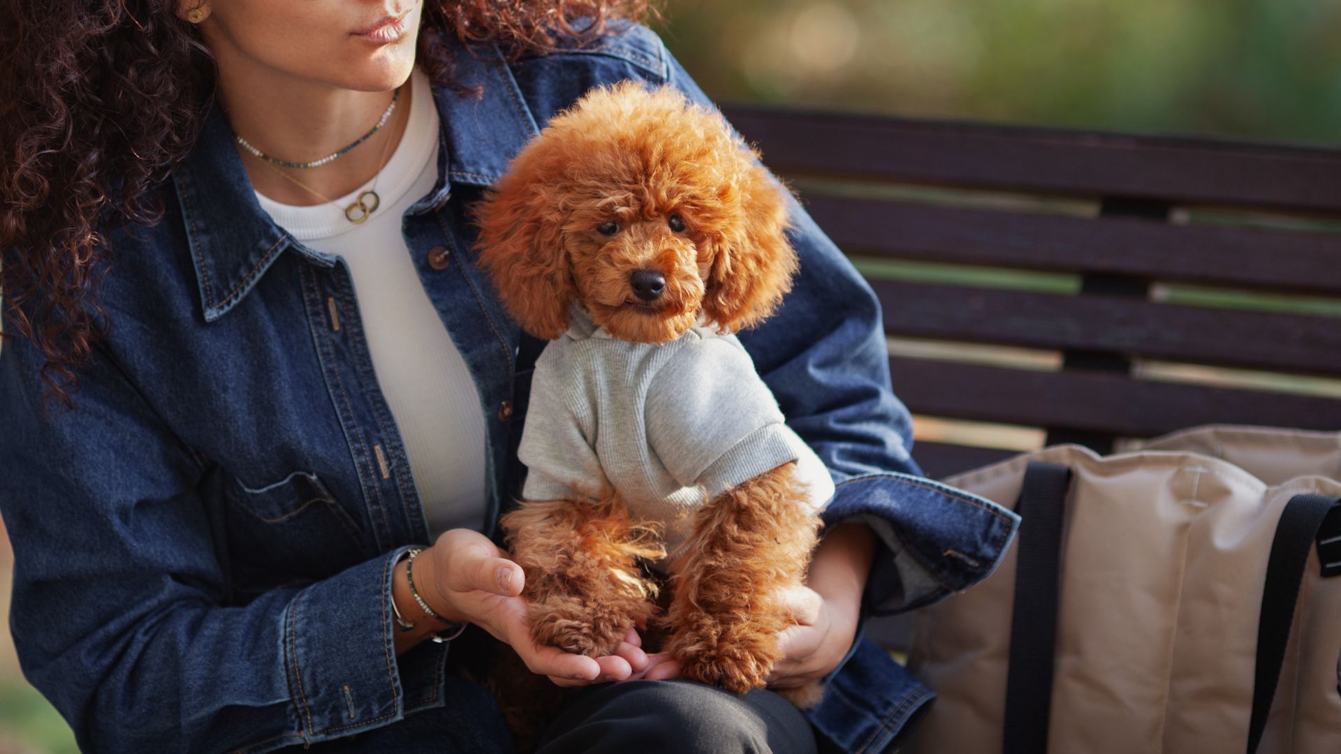 7 Gentle Toy Dog Breeds Great As First Pets