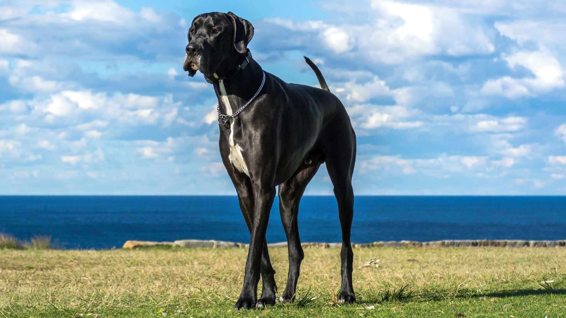 7 Gentlest Giant Dog Breeds You'll Ever Encounter