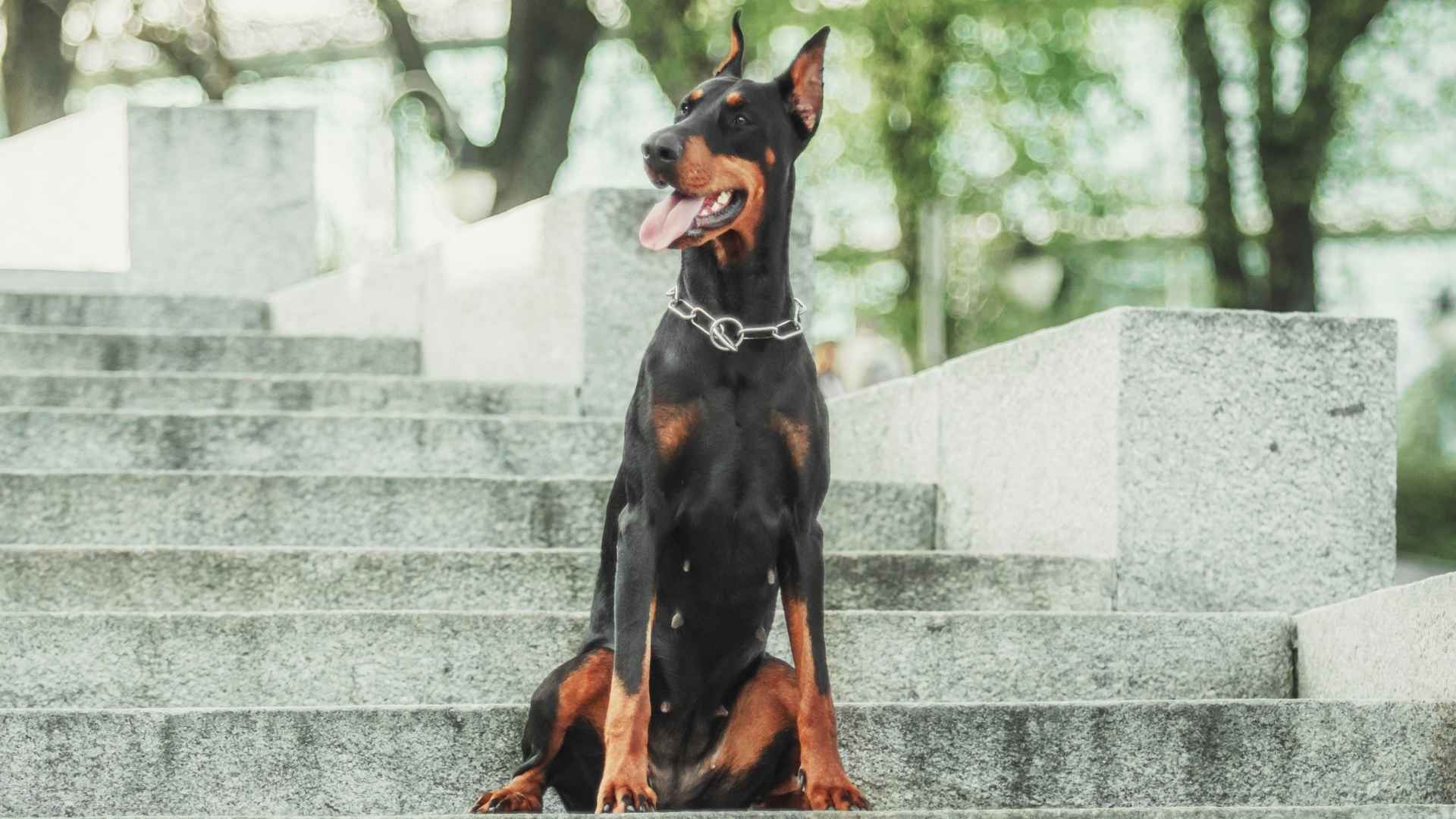 7 Guard Dog Breeds Perfect for Gated Communities
