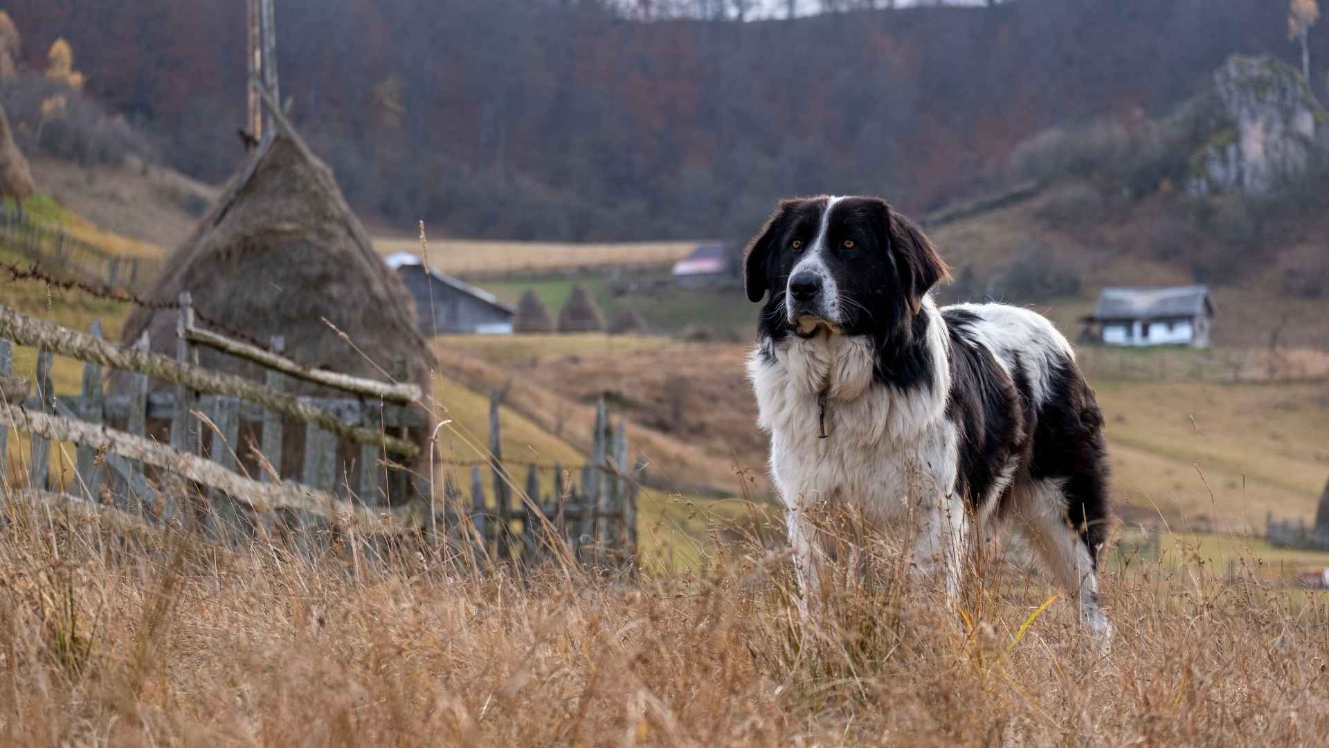 7 Guard Dog Breeds Perfect for Remote Farmhouses
