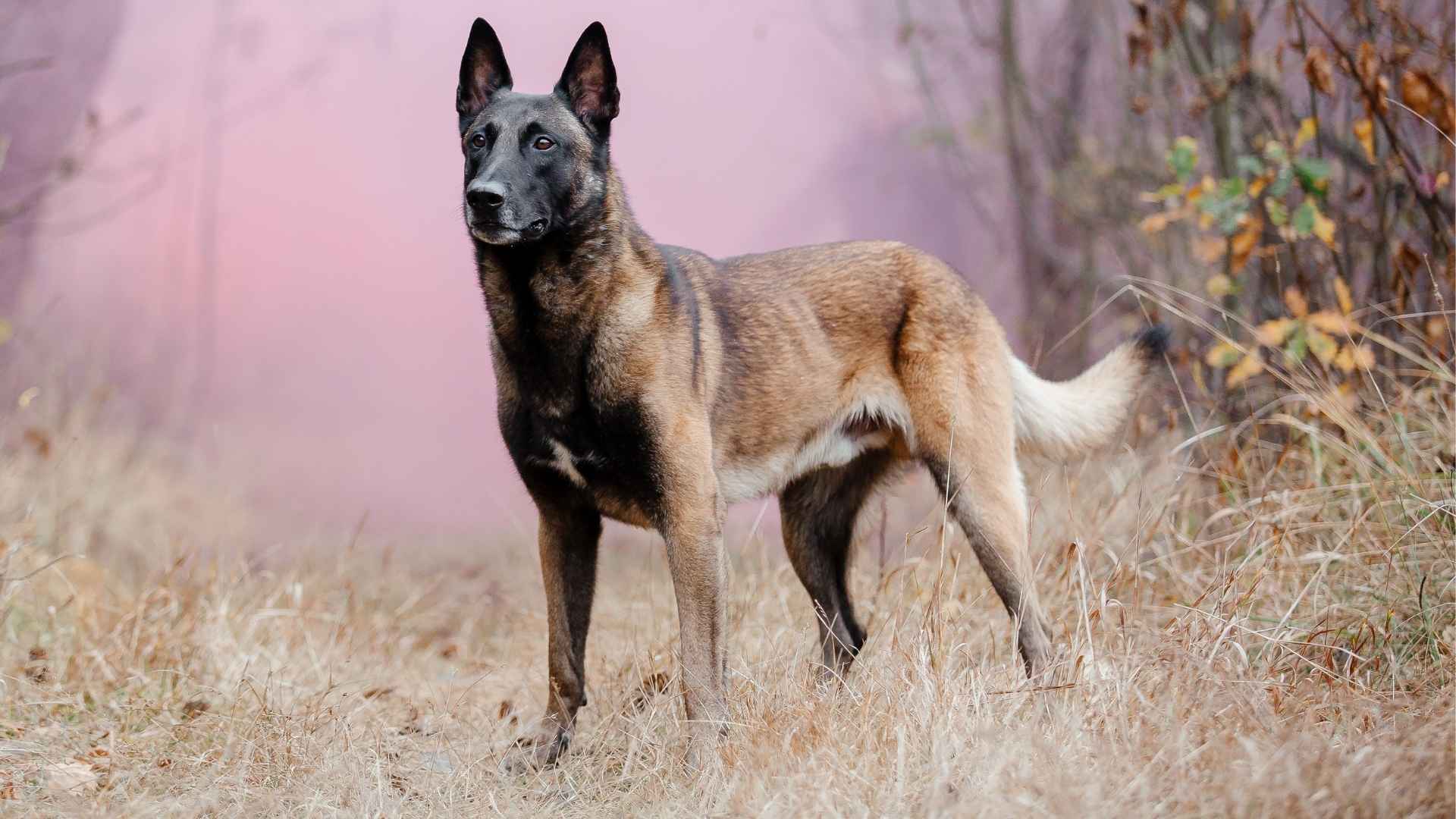 7 Guard Dog Breeds That Attack Only When Truly Threatened