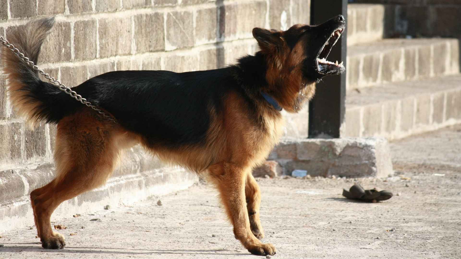 7 Guard Dog Breeds That Bark Immediately At Open Gates