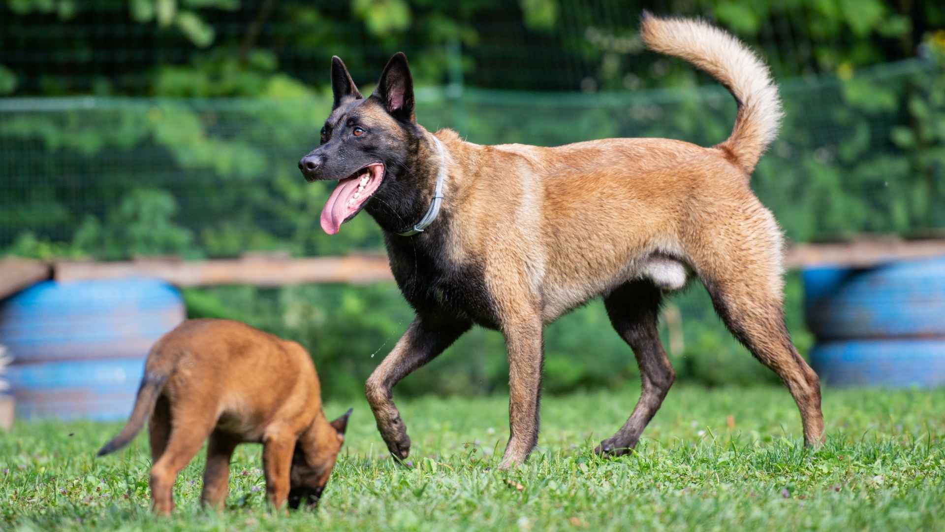 7 Guard Dog Breeds That Bark in Specific Tones For Alerts