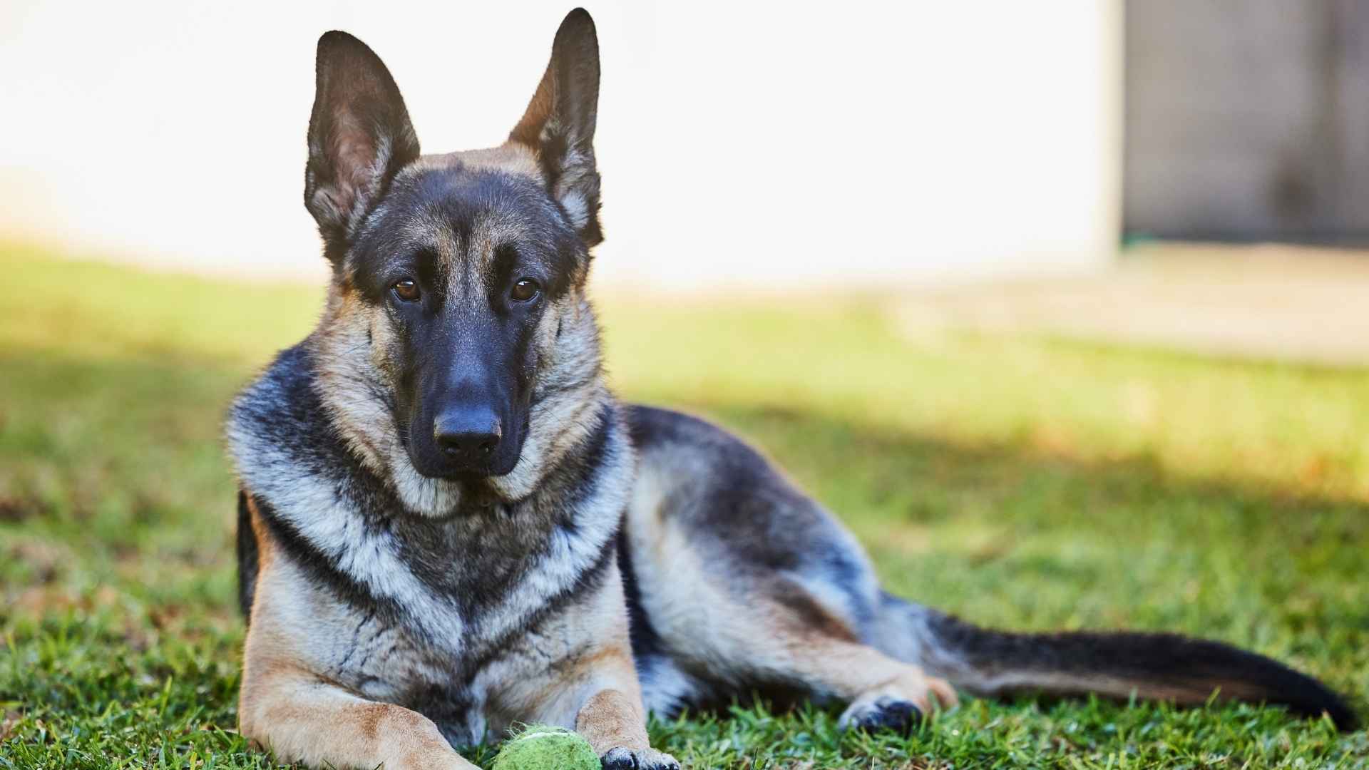 7 Guard Dog Breeds That Chase Threats Until Exhausted