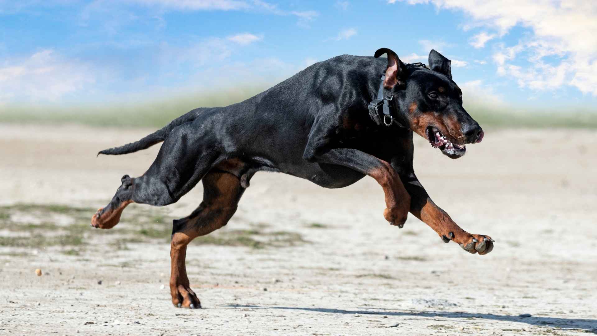 7 Guard Dog Breeds That Run Faster Than Thieves