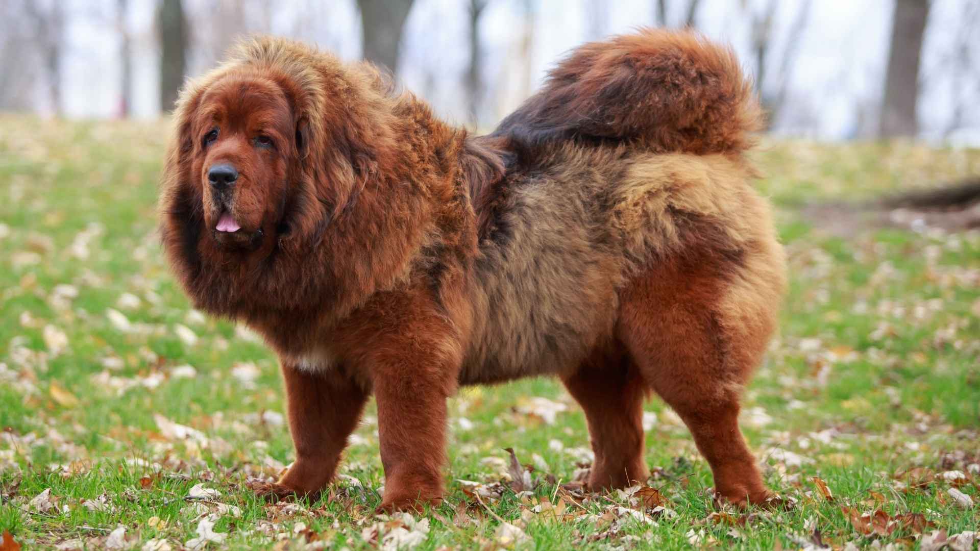 7 Guard Dog Breeds With Built-In Survival Instincts