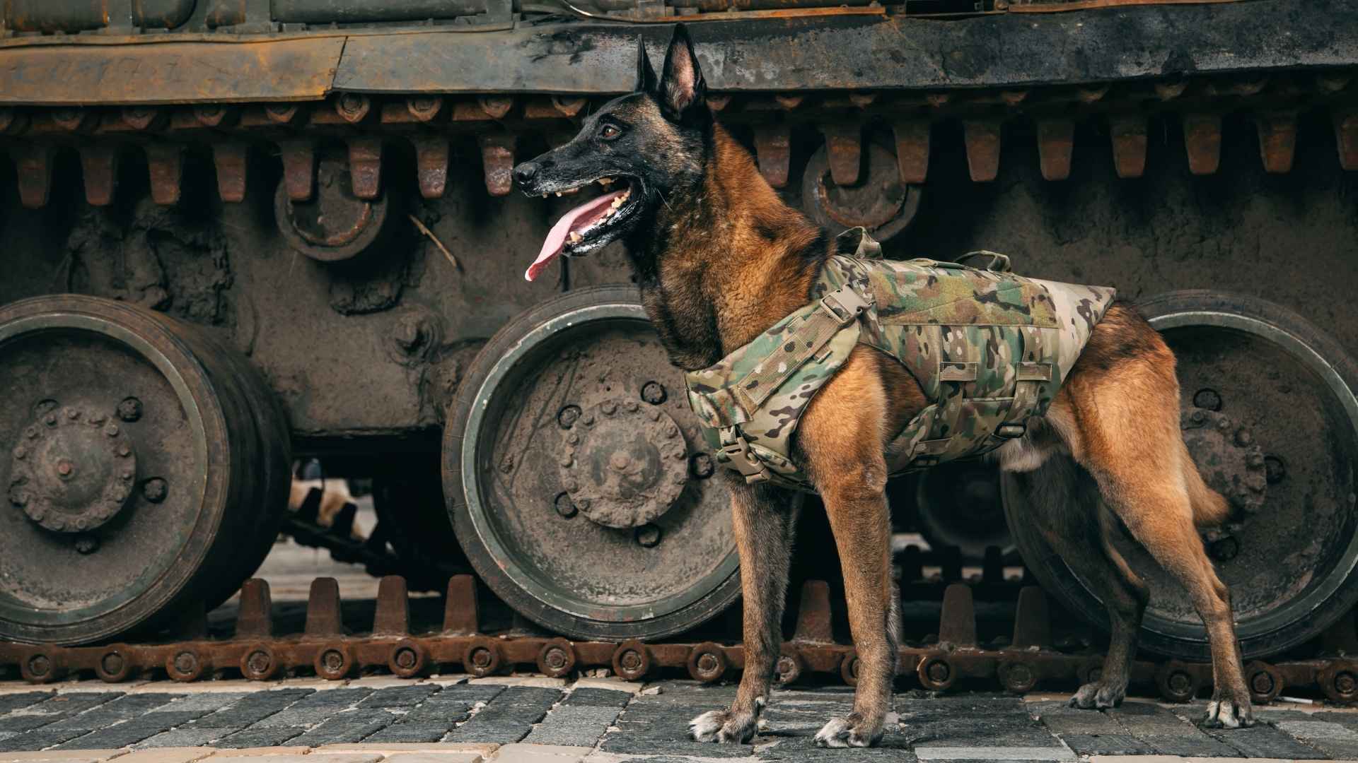 7 Guard Dog Breeds With Military Backgrounds