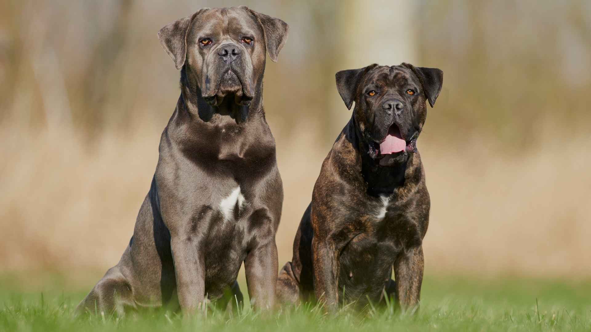 7 Guard Dog Breeds With Natural Pack Leader Instincts
