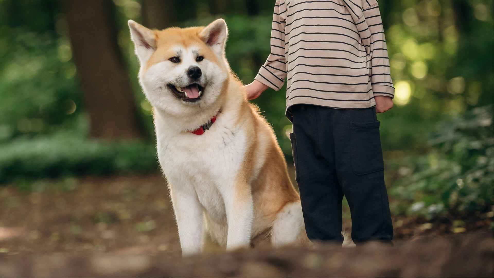 7 Guard Dog Breeds that Love Attention From Kids