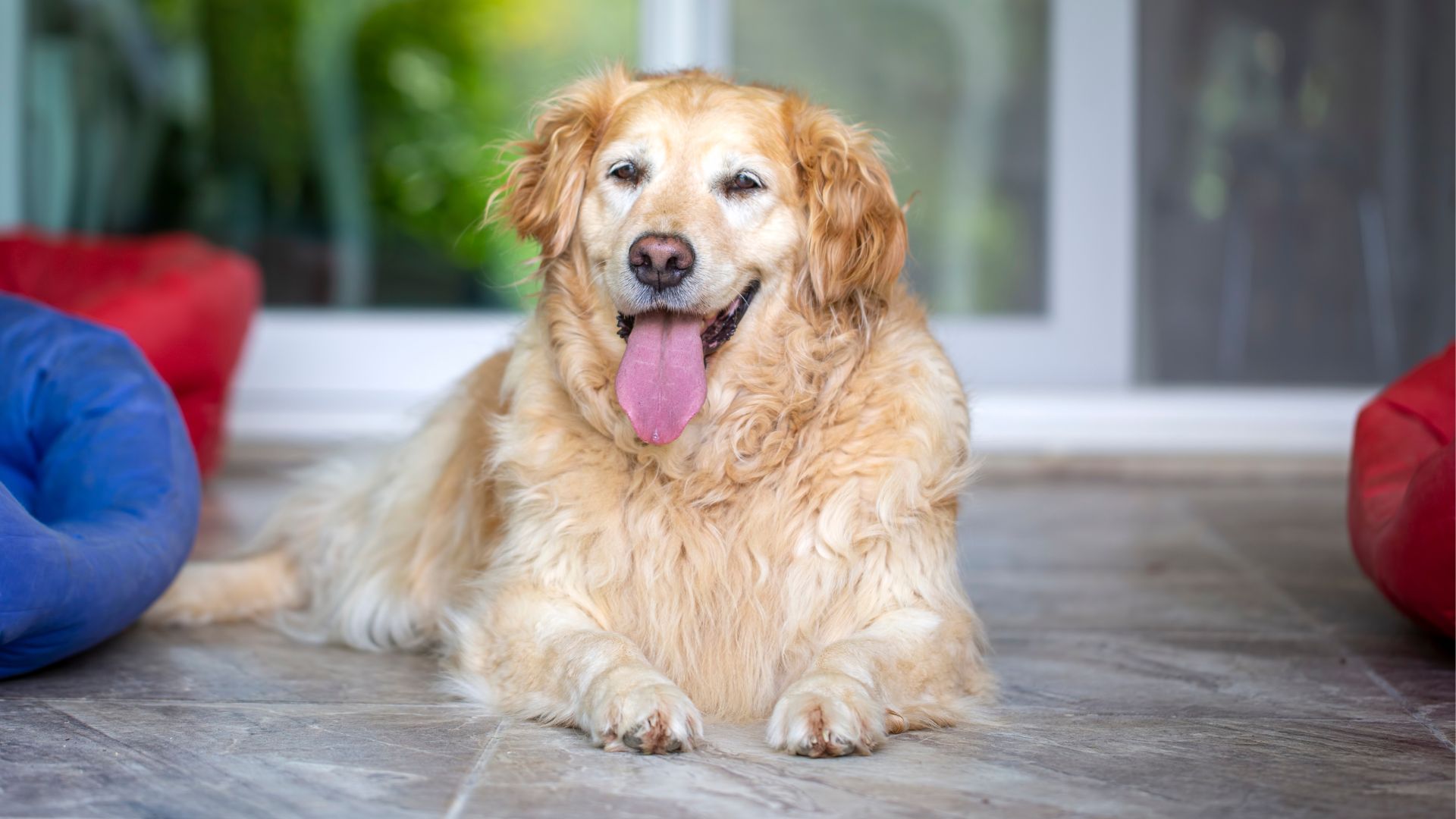 7 Happiest Dog Breeds Finding Safe Havens in Chaos for Peaceful Homes