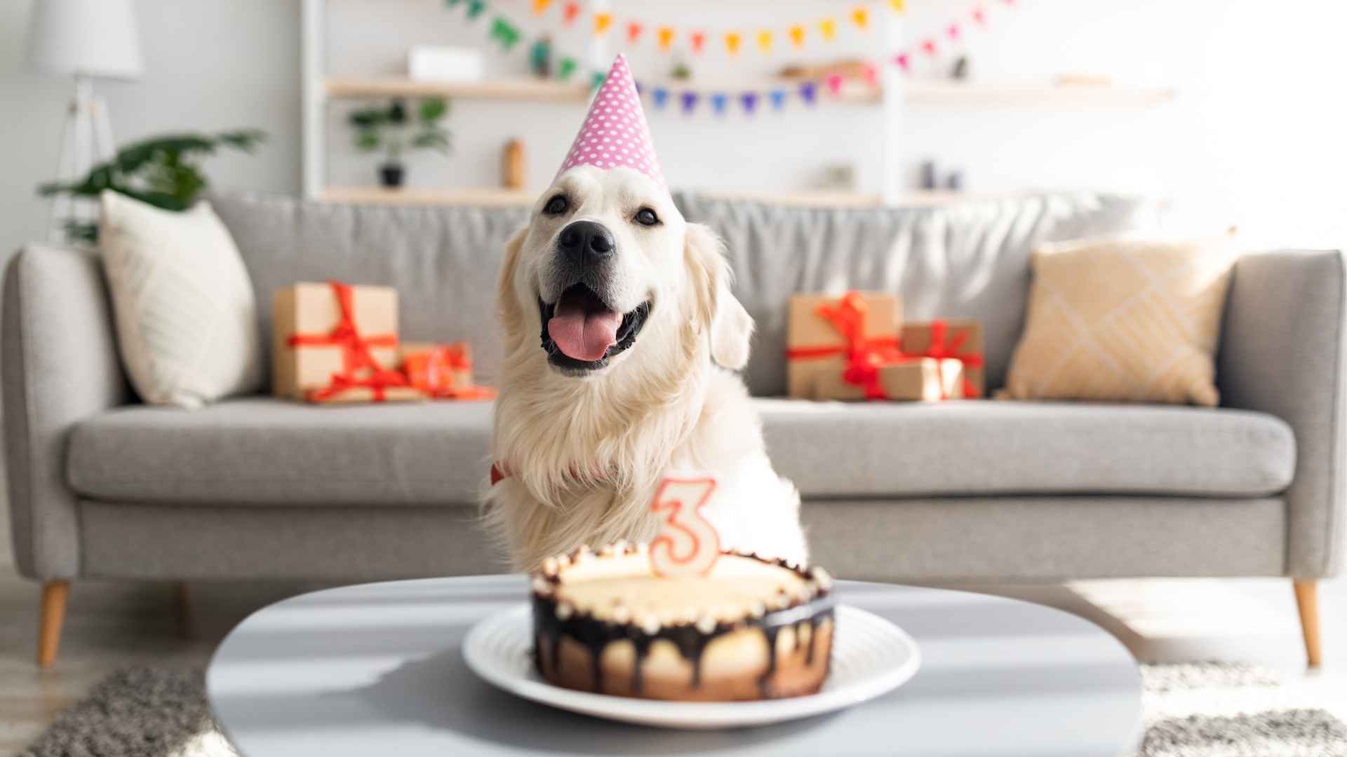 7 Happiest Dog Breeds For Birthday Parties