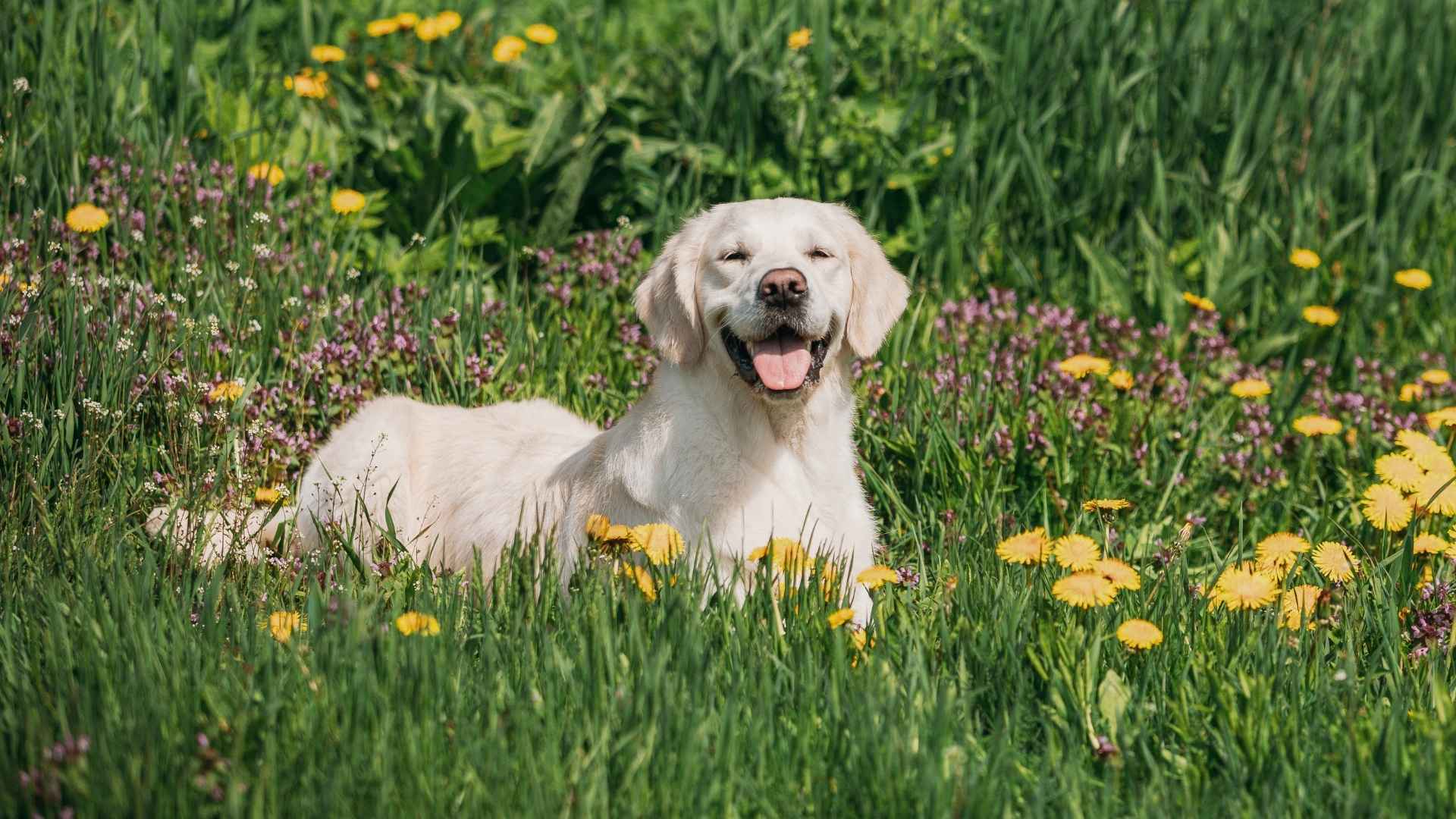 7 Happiest Dog Breeds For Magnificent Meadows