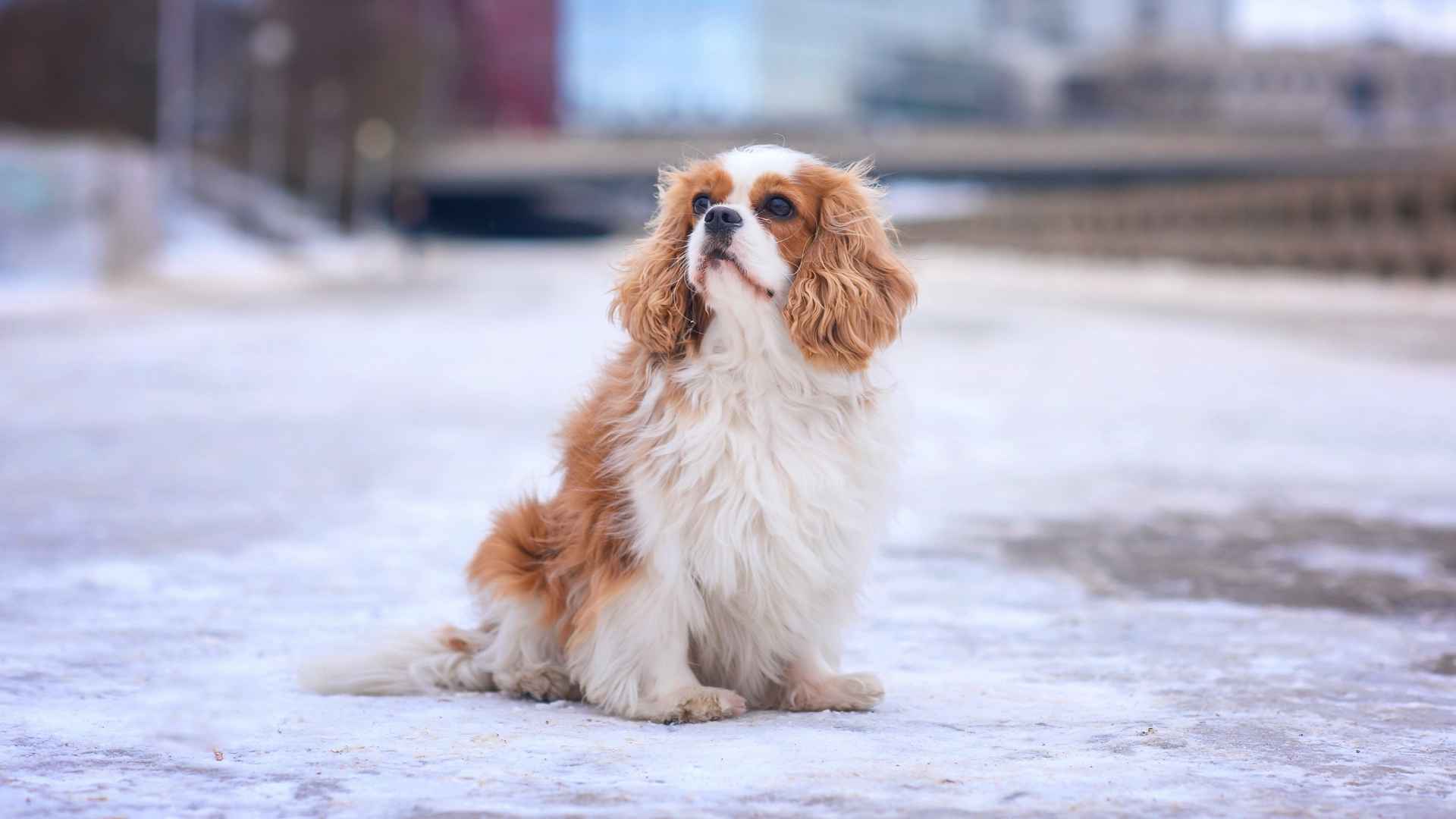 7 Happiest Dog Breeds For Urban Life