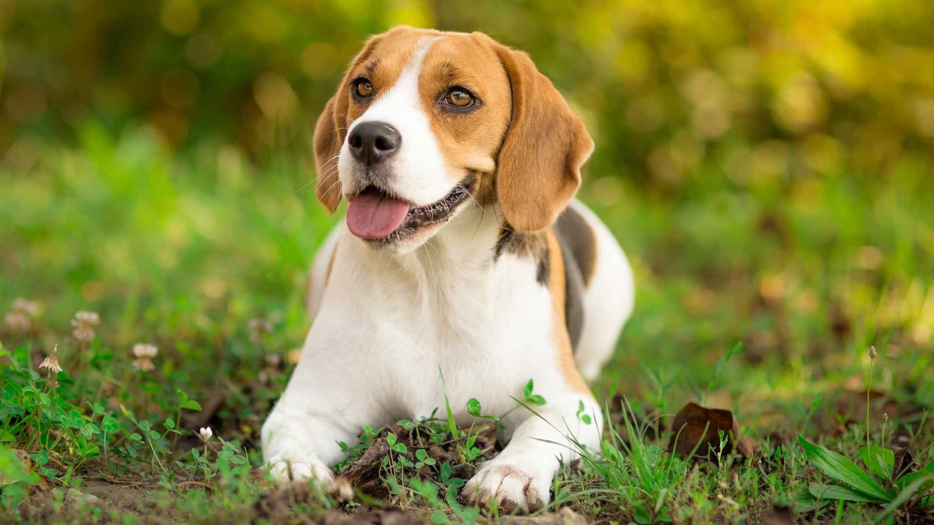 7 Happiest Dog Breeds Known For Their Loyal Nature