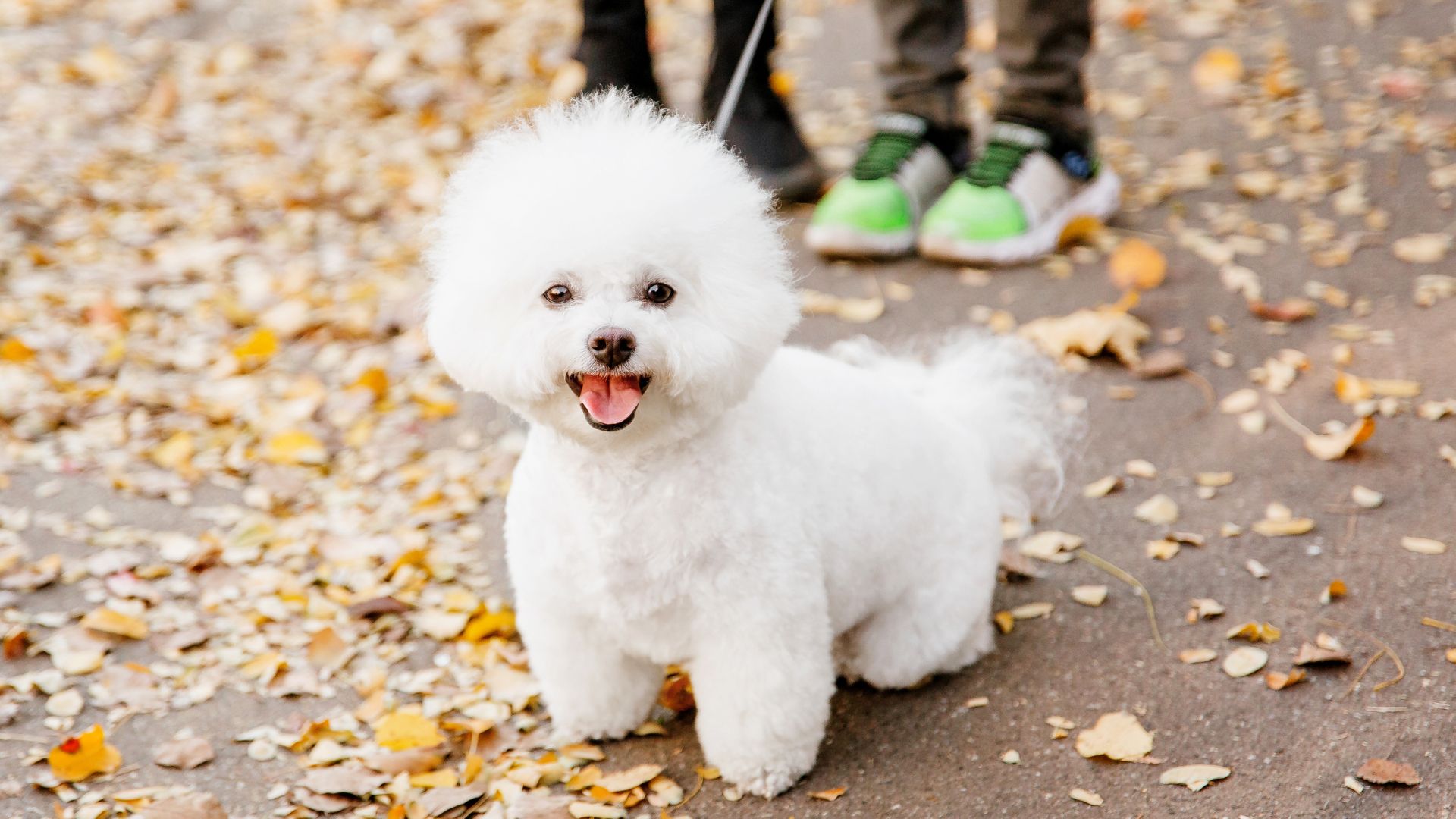 7 Happiest Dog Breeds That Never Forget A Smile