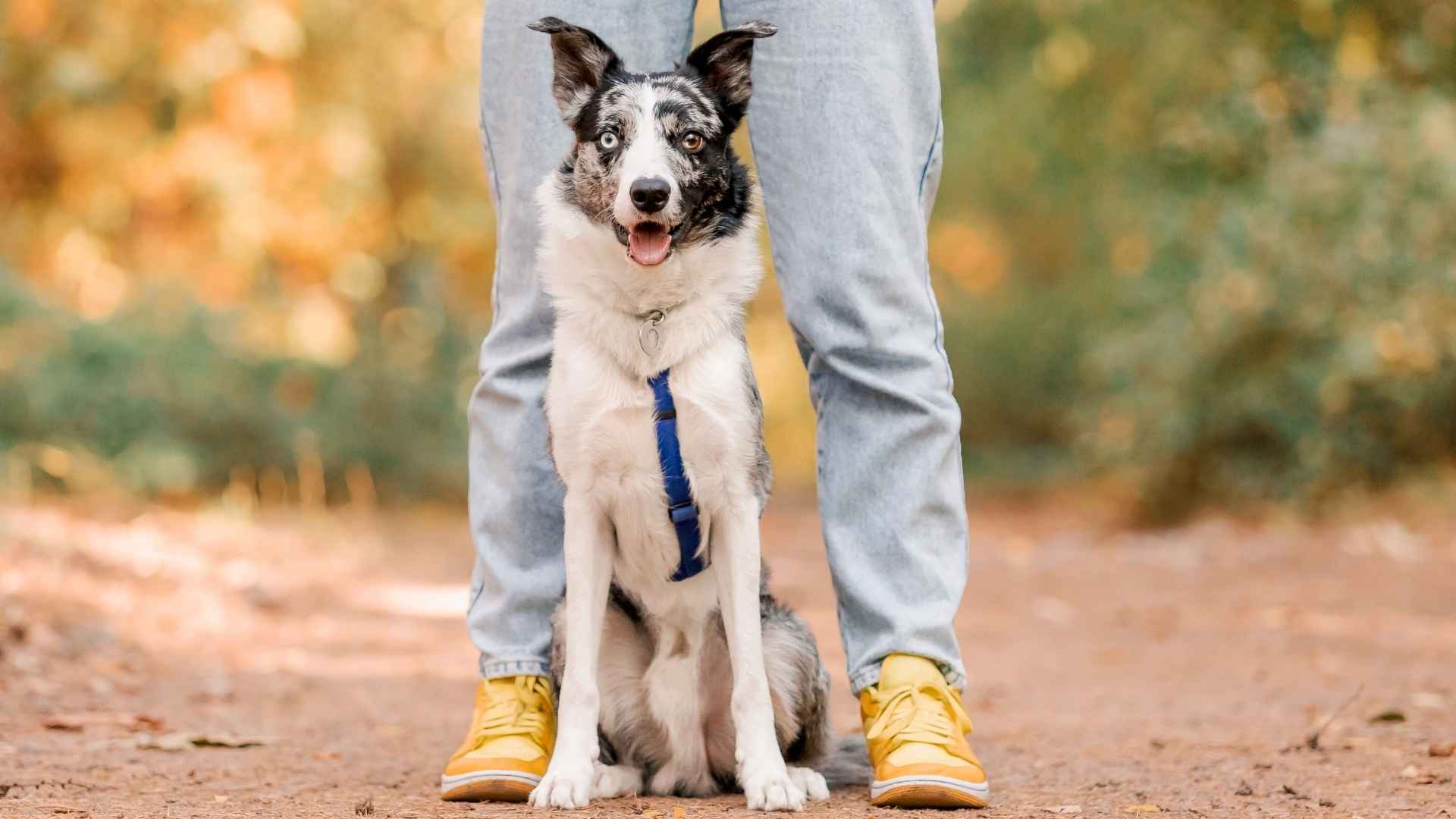 7 Happiest Dog Breeds for Unexpected Ventures