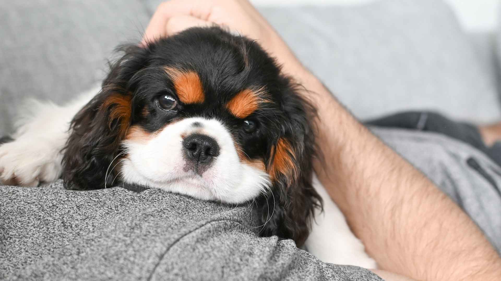 7 Happiest Emotional Support Dog Breeds