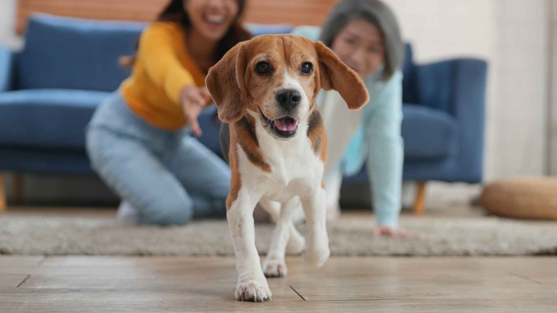 7 Happiest Energetic Dog Breeds