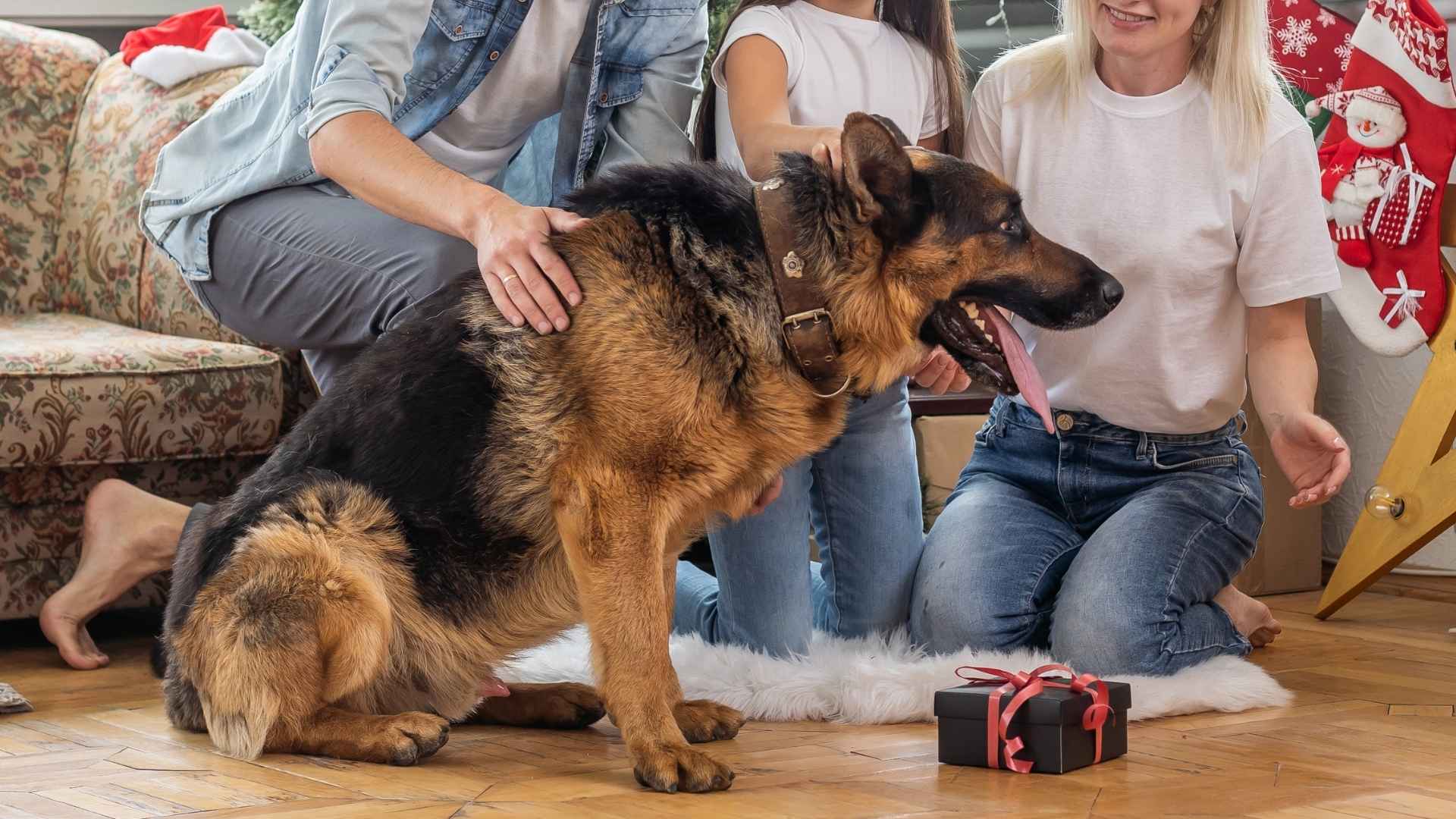 7 High-Energy Guard Dog Breeds Perfect For Families