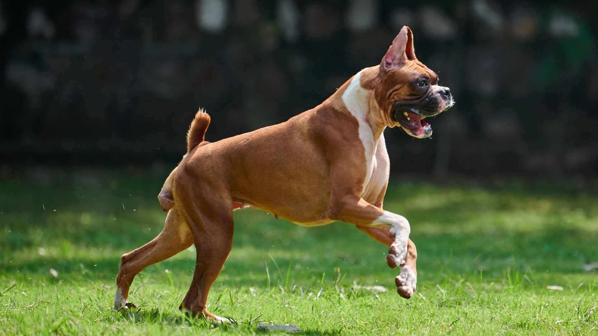 7 Highly Intelligent Muscular Dog Breeds