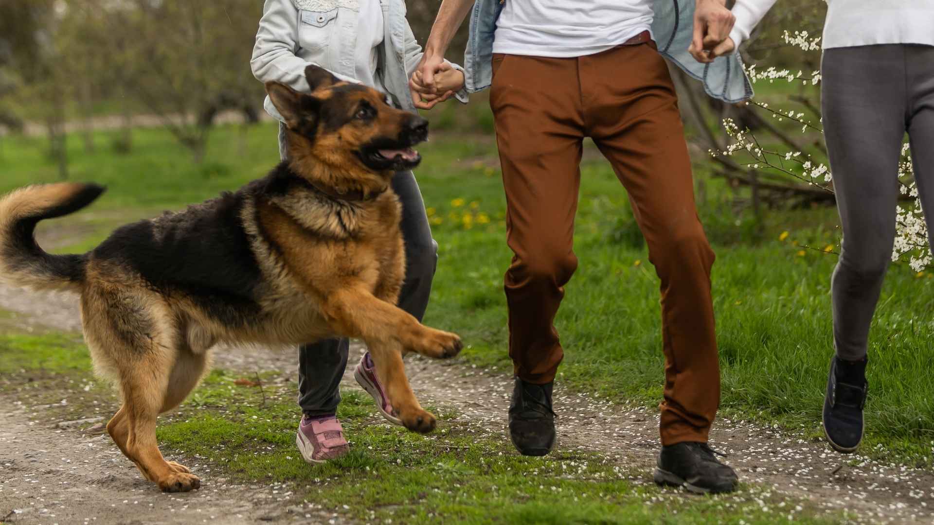 7 Ideal Guard Dog Breeds For Family Defense
