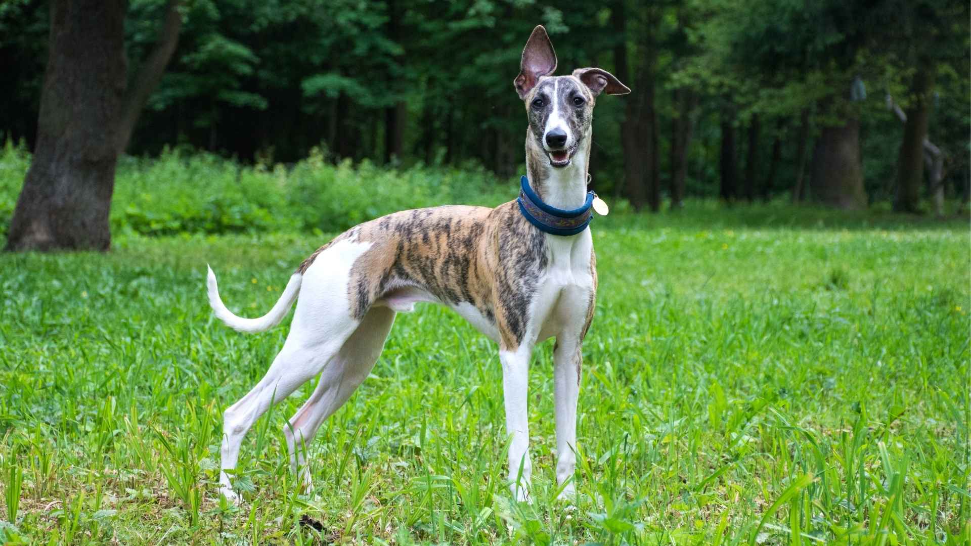 7 Independent Dog Breeds That Prefer Playing Solo