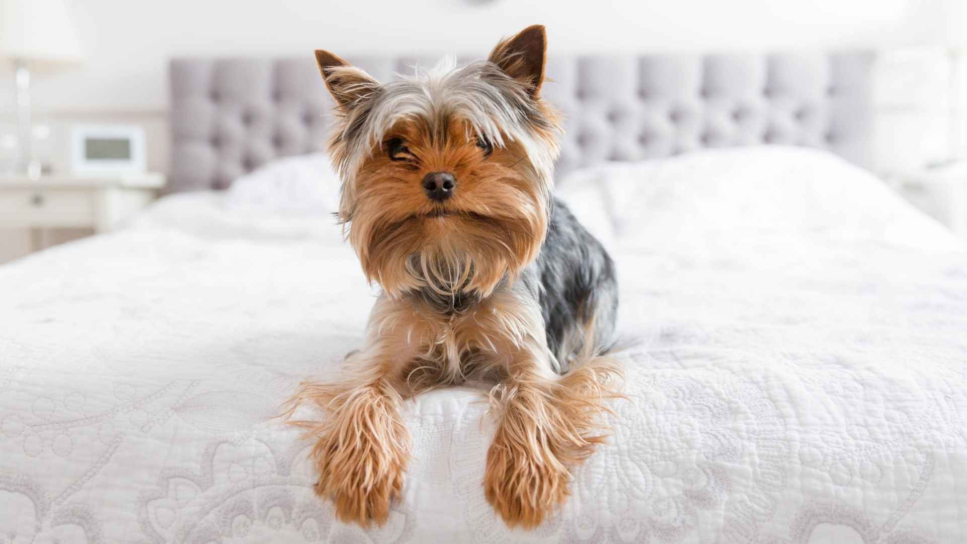7 Independent Teacup Dog Breeds Good for Solo Living