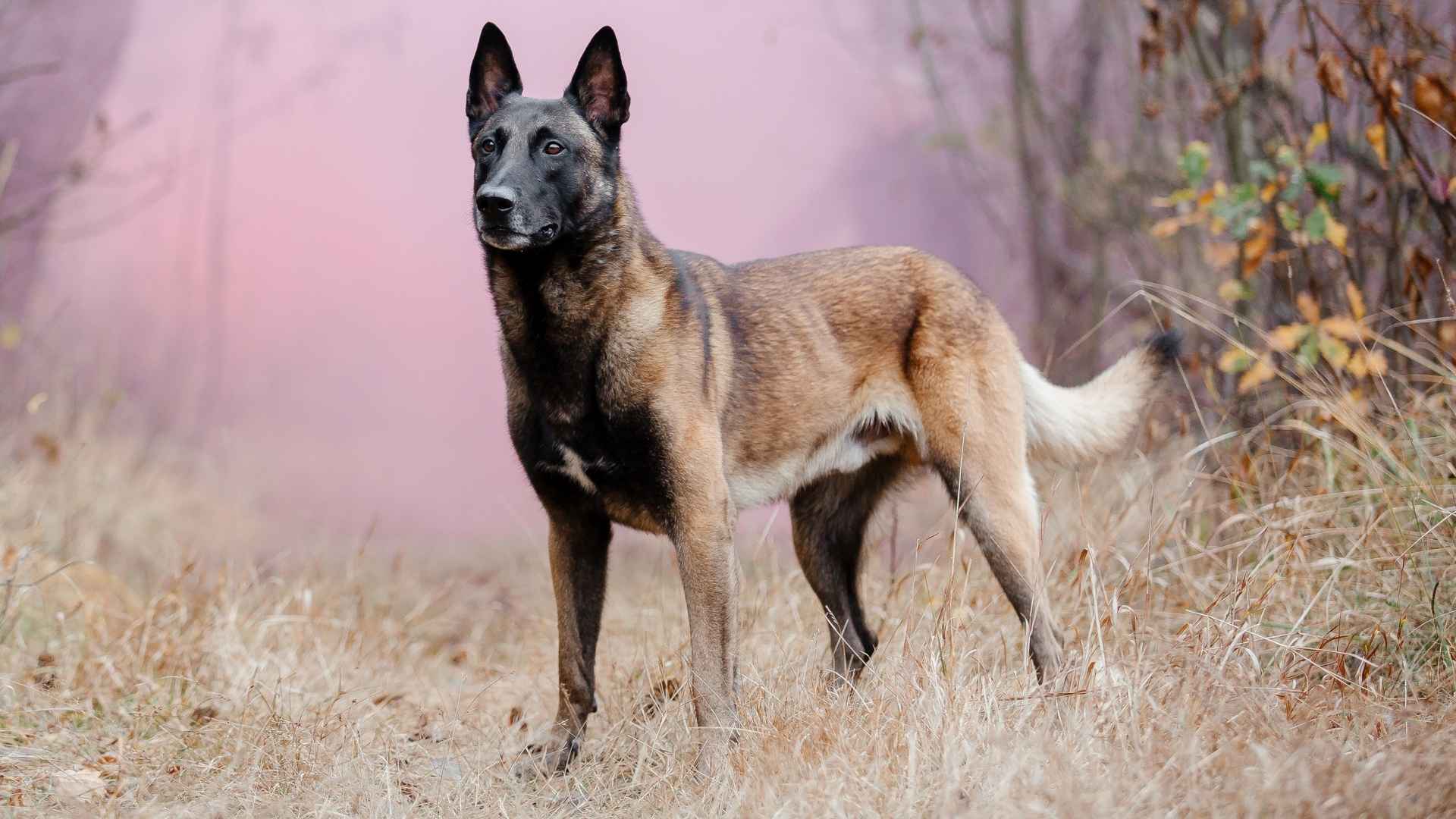 7 Indestructible Brave Dog Breeds Made For Danger