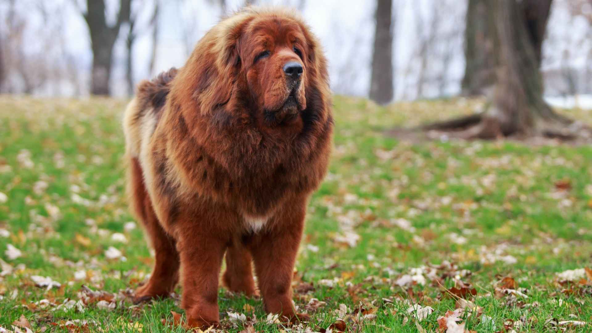 7 Large Guard Dog Breeds For Extra Security You Can Trust