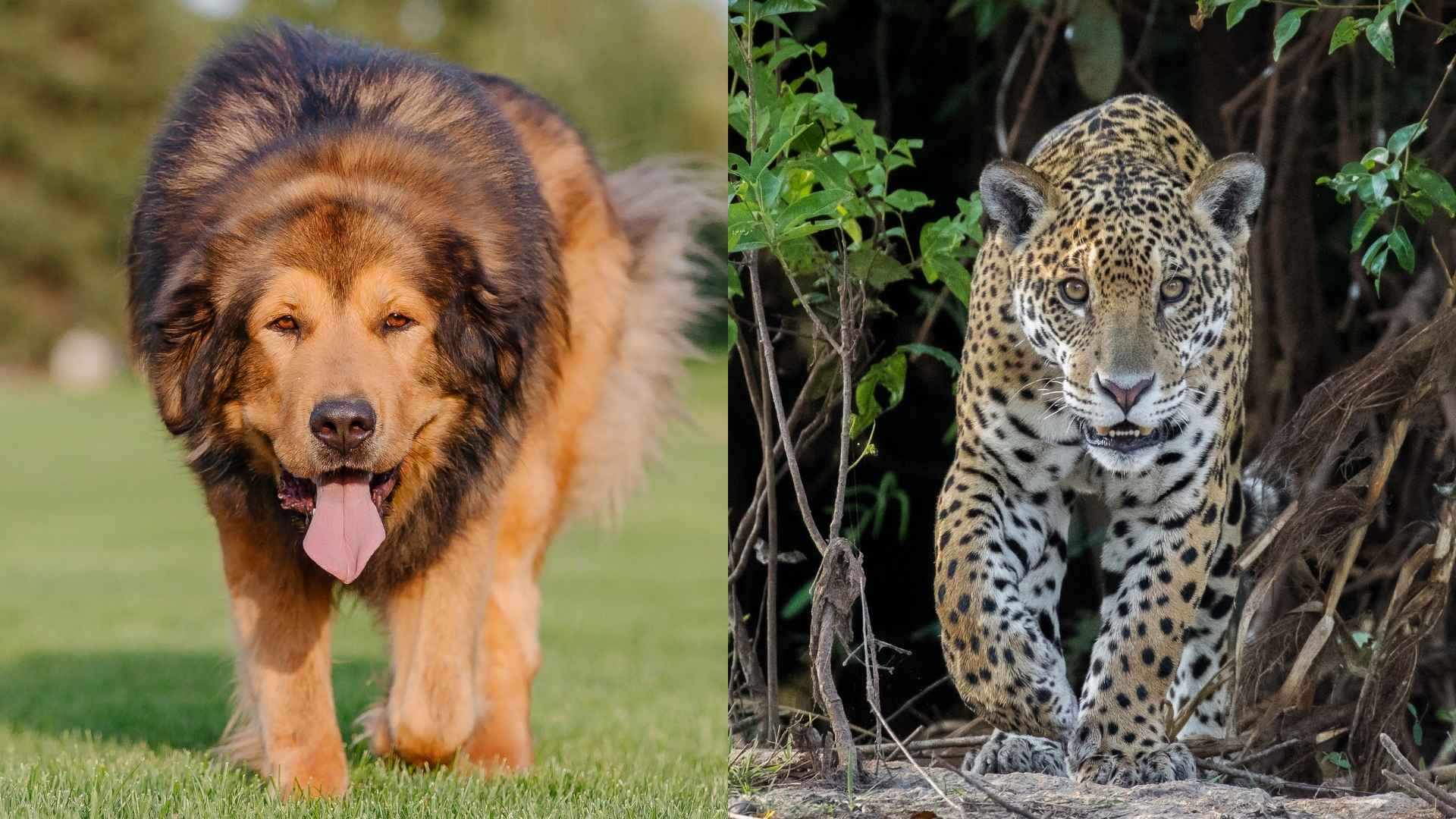 7 Large Guard Dog Breeds For Protection Against Jaguars