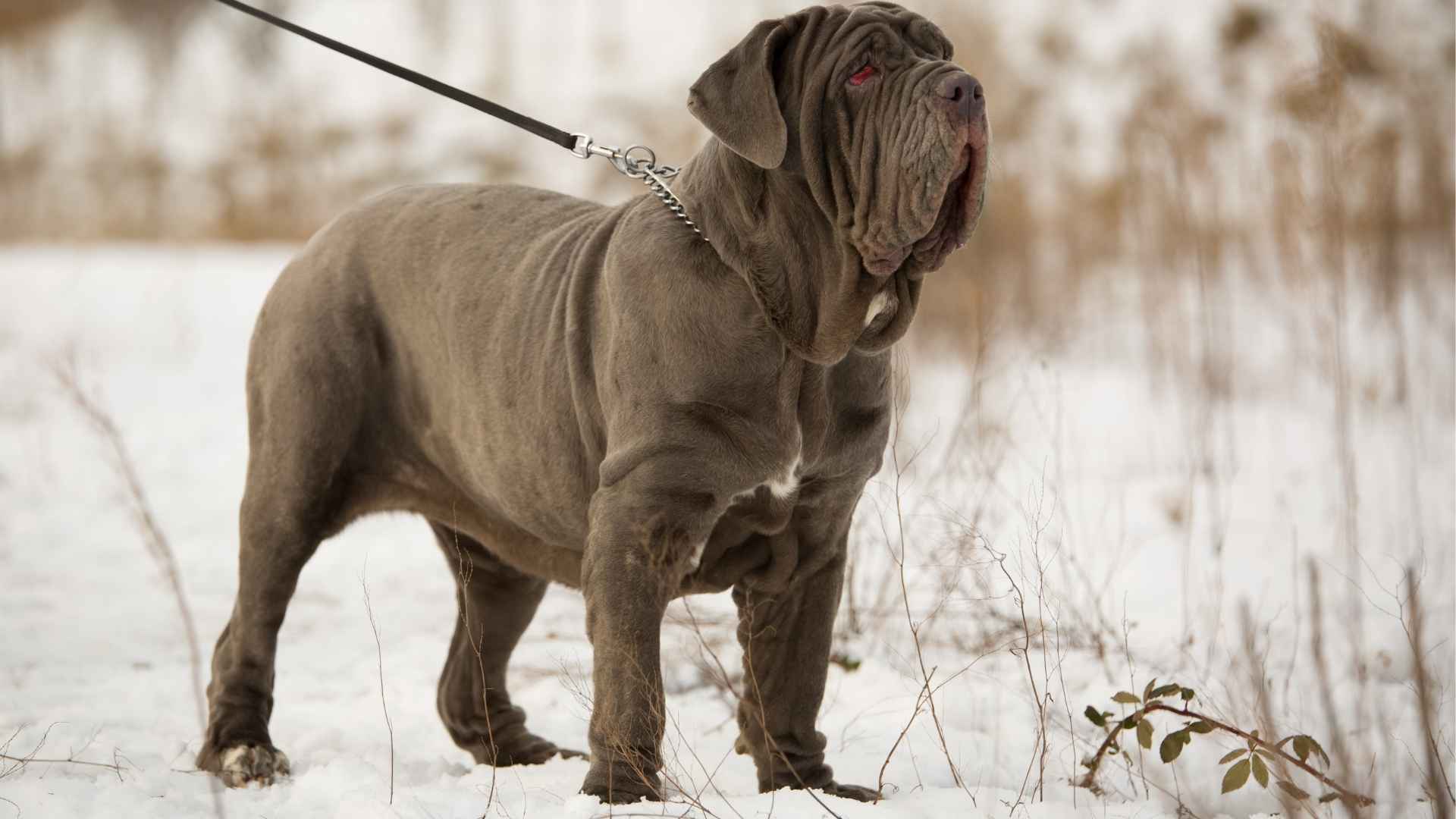 7 Large Guard Dog Breeds To Consider If Space is No Issue
