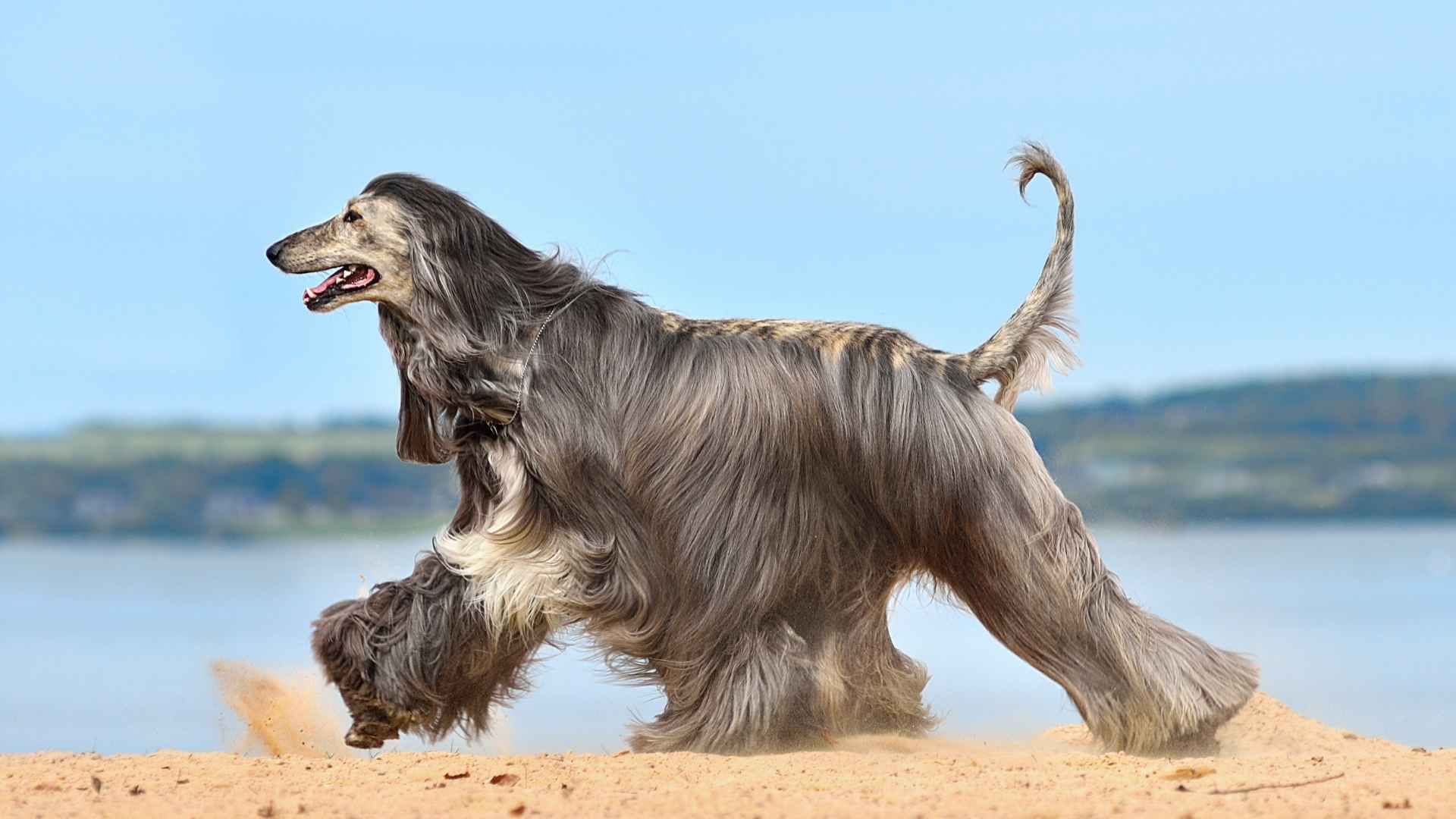 7 Lean Dog Breeds With Aerodynamic Builds