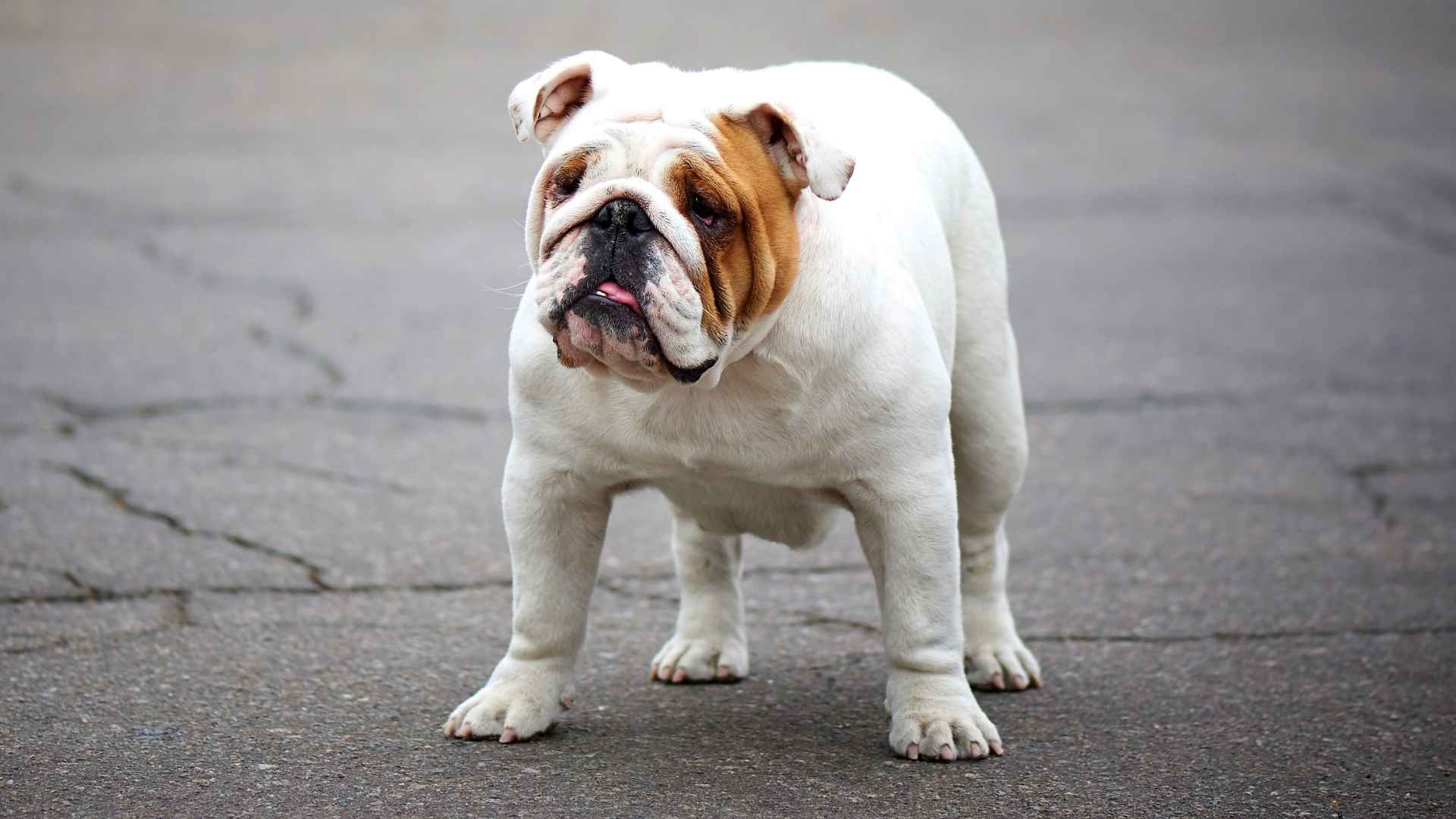 7 Least Disciplined Dog Breeds Ever