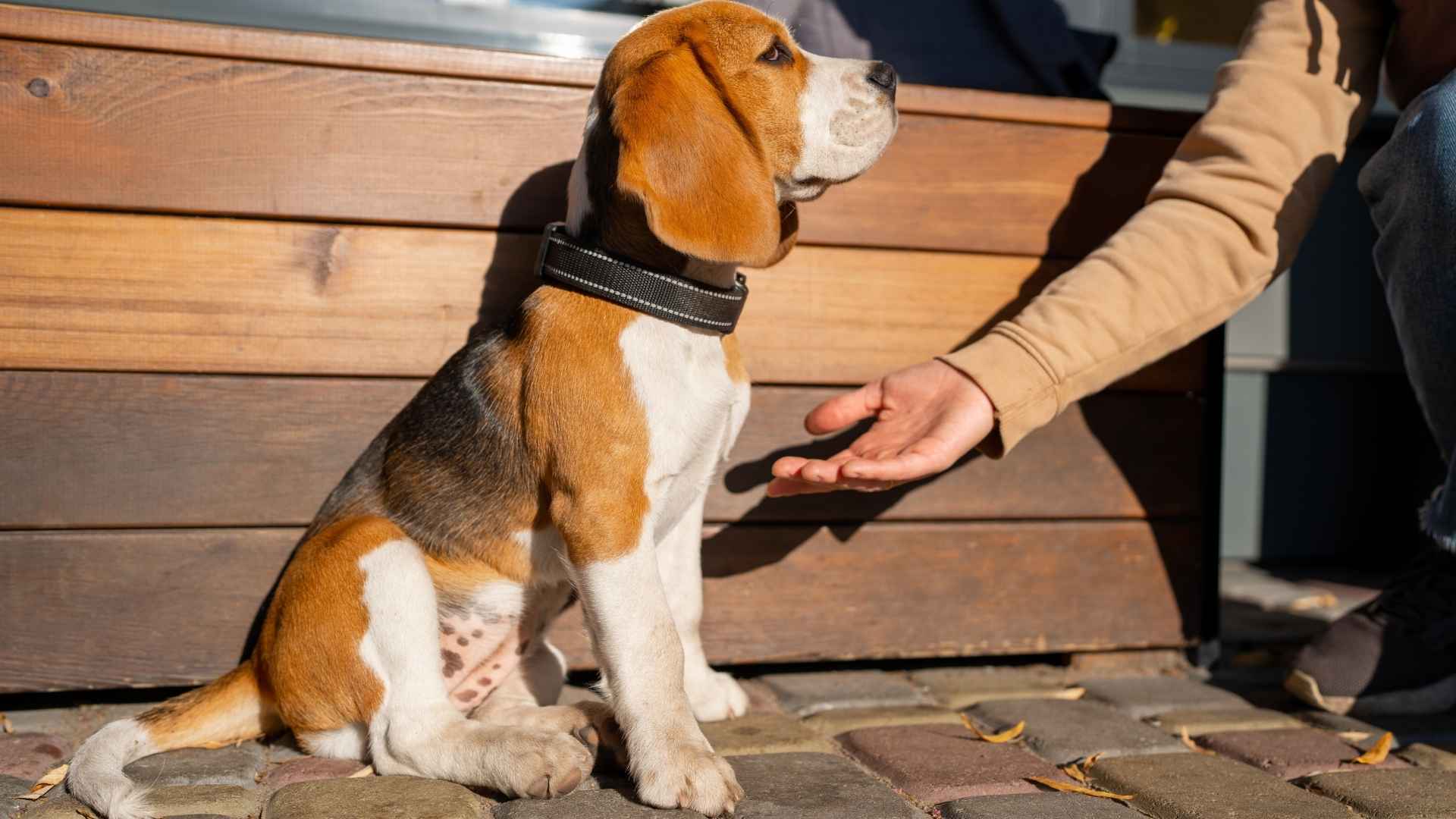 7 Least Intelligent Dog Breeds That Refuse To Follow Commands