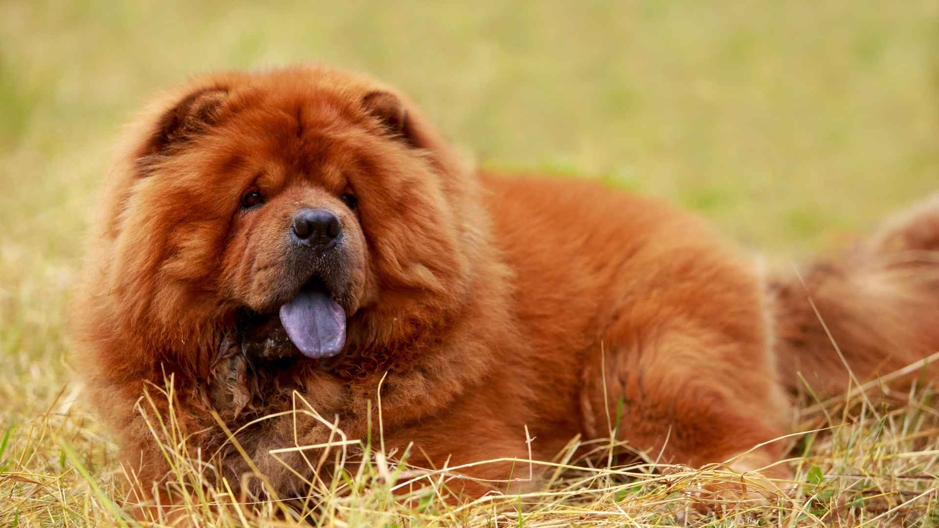 7 Least Intelligent Dog Breeds To Avoid