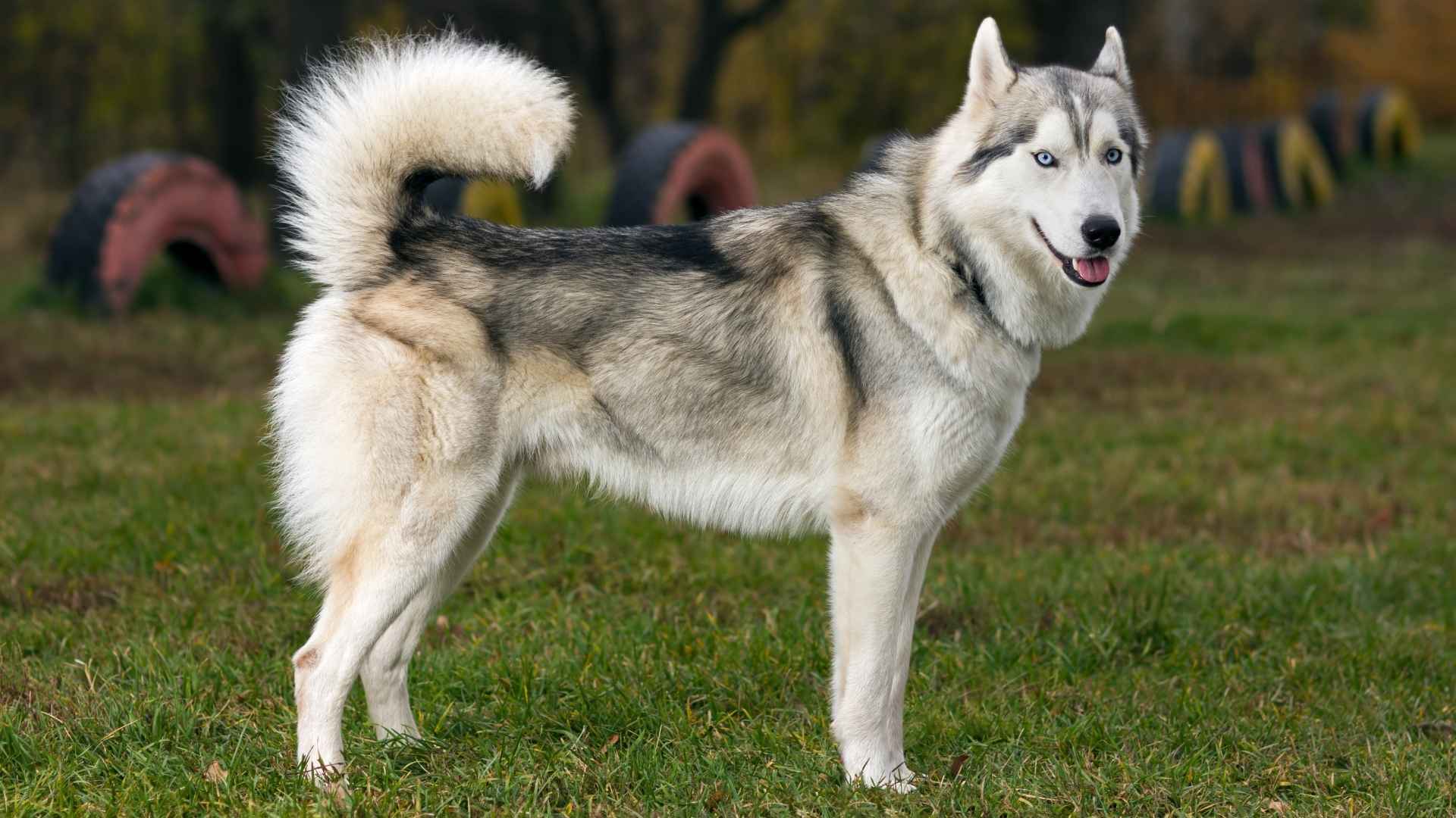 7 Least Safest Dog Breeds To Avoid At All Costs