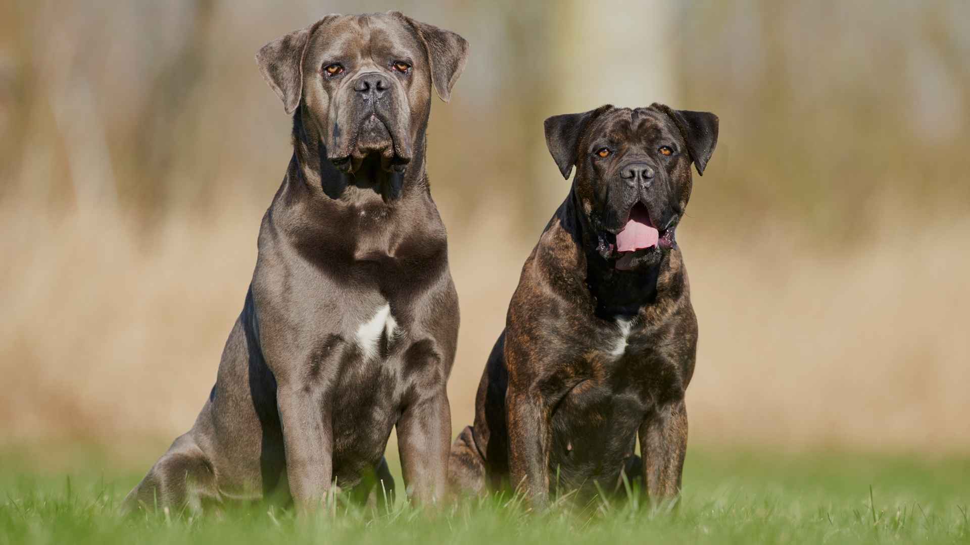7 Legendary Brave Dog Breeds Guarding History