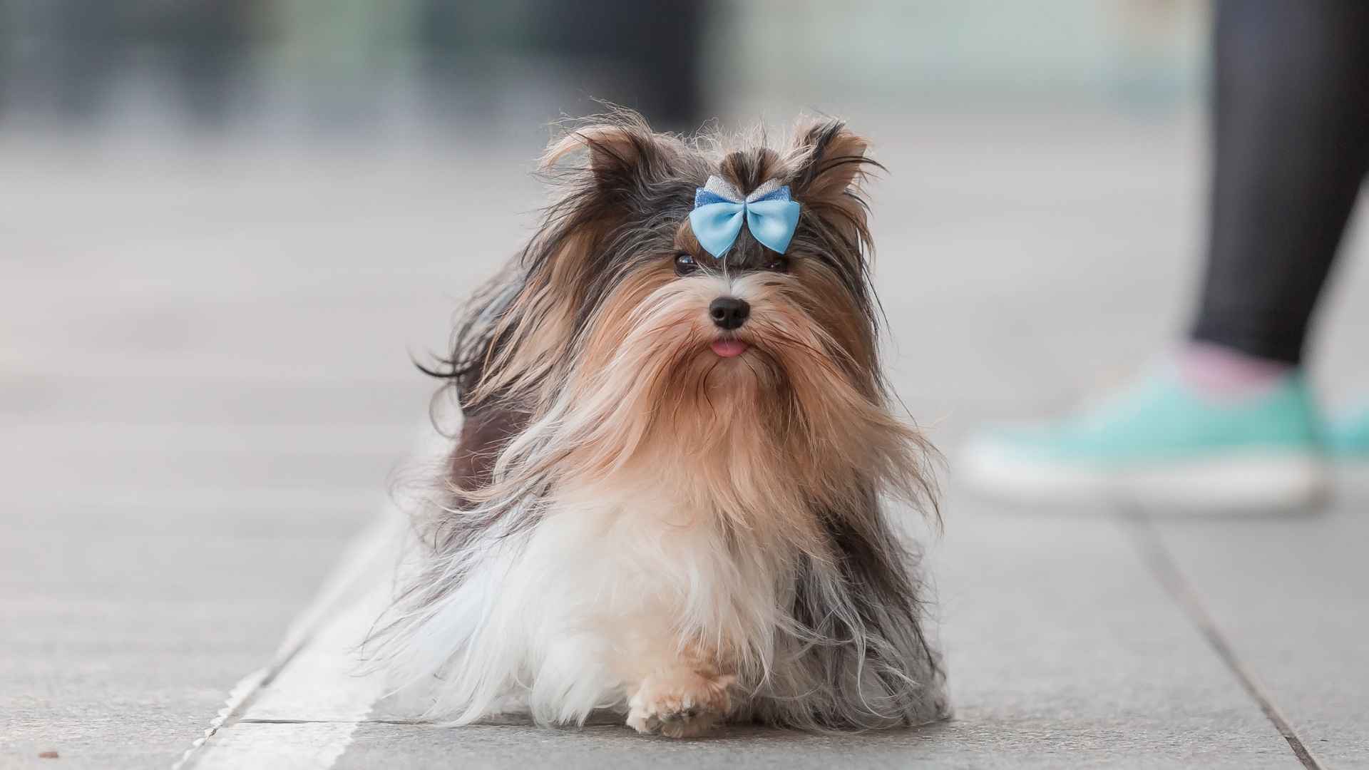7 Little Dog Breeds With Boldness Bigger Than Their Bodies