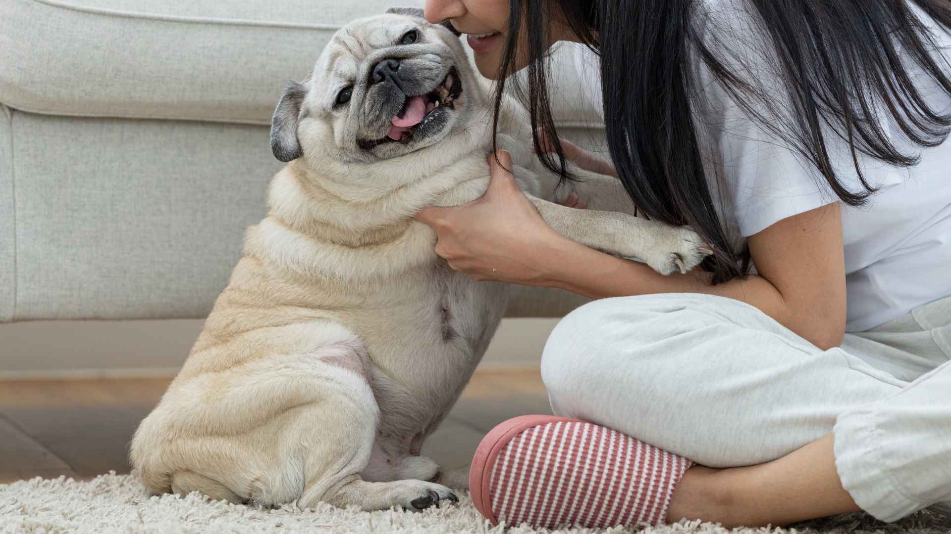 7 Loving Dog Breeds That Always Want to Be Close By