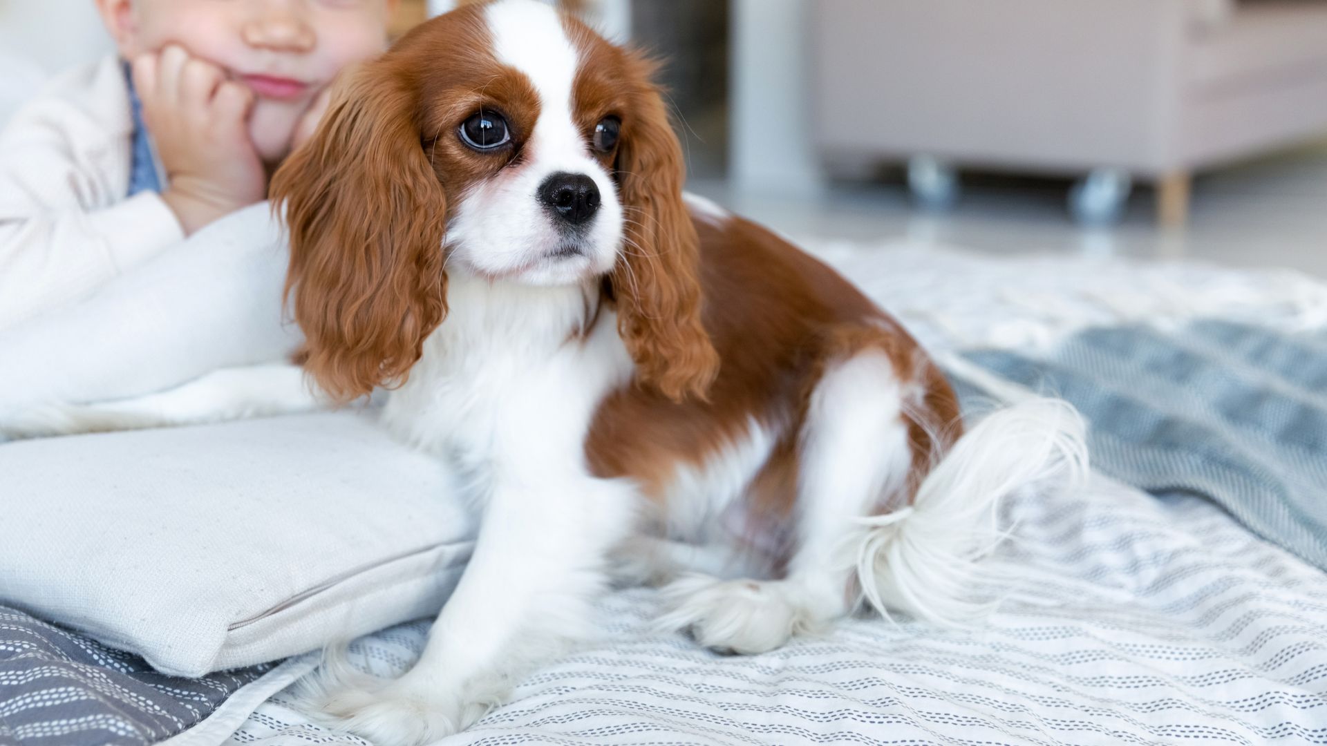 7 Loyal Dog Breeds Perfectly Compatible With Kids