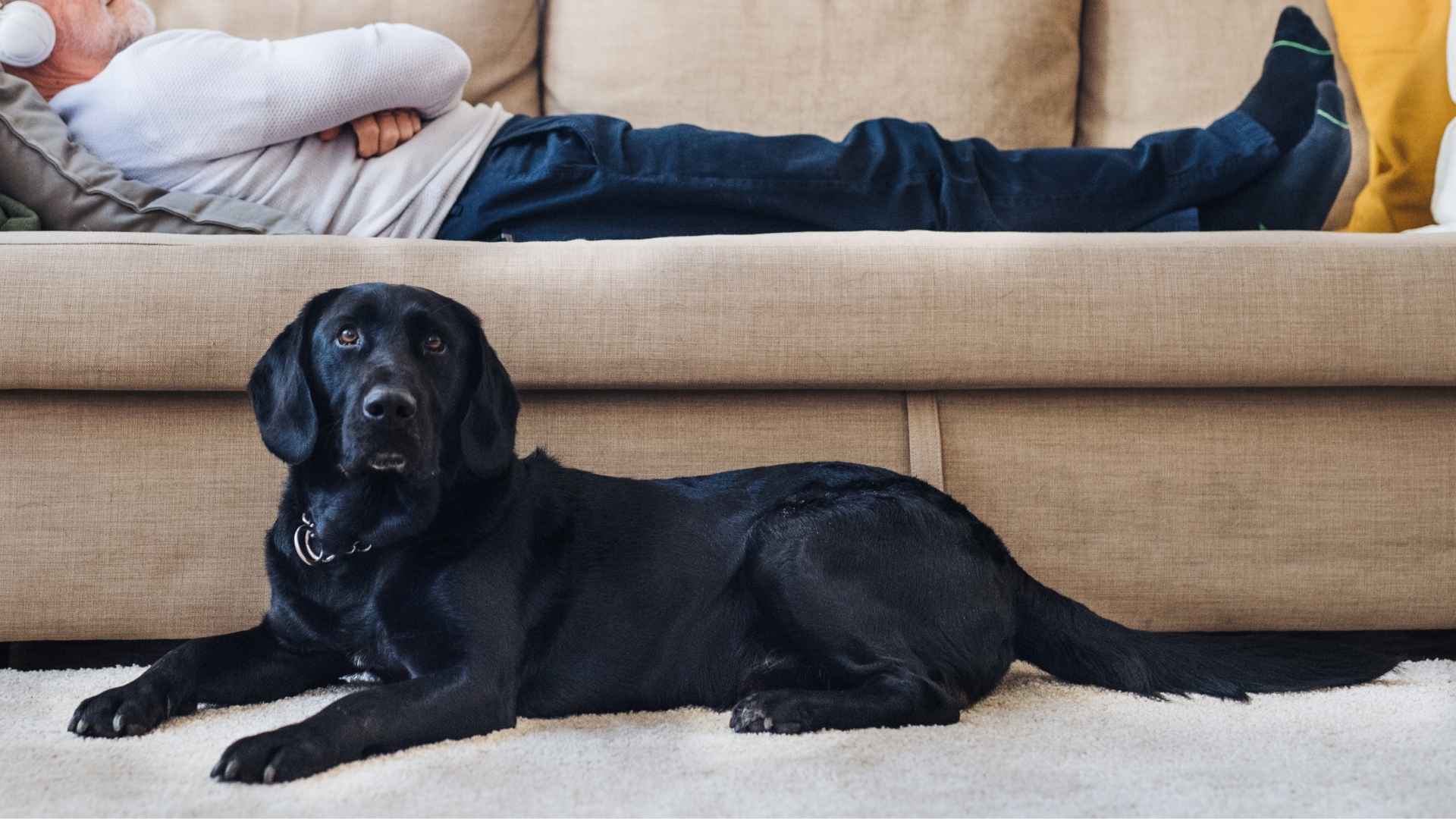 7 Loyal Dog Breeds That Guard Owners Silently at Night