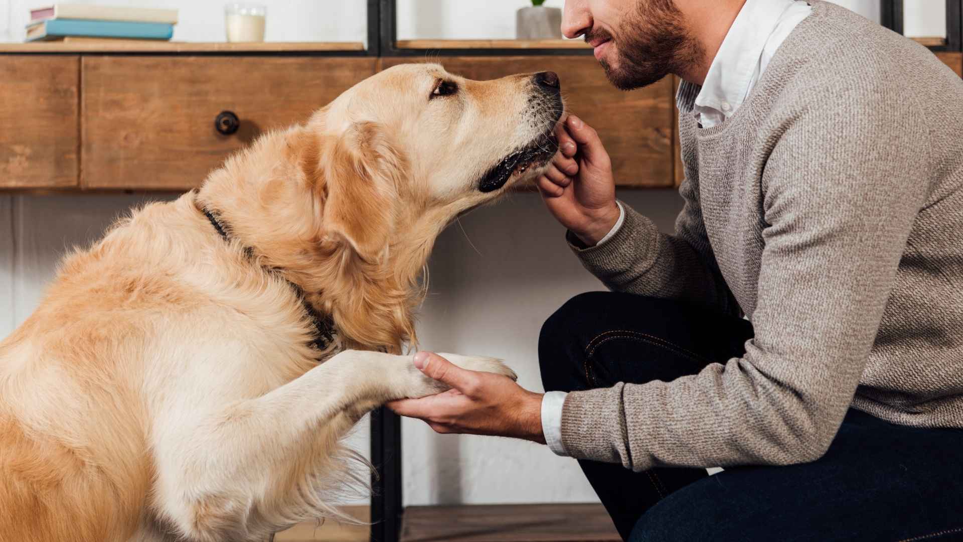 7 Loyal Dog Breeds Trusted By Heartbroken Owners