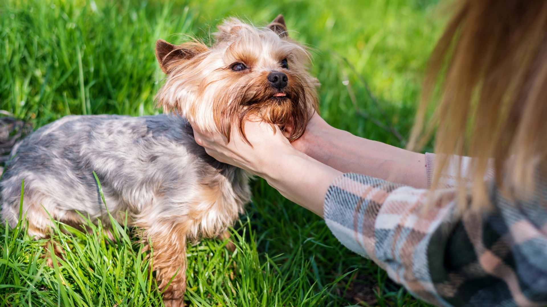 7 Loyal Toy Dog Breeds: Trustworthy Forever