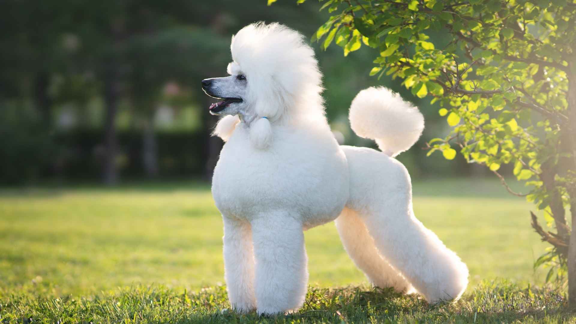 7 Magnetic Dog Breeds That Everyone Wants to Pet Right Now