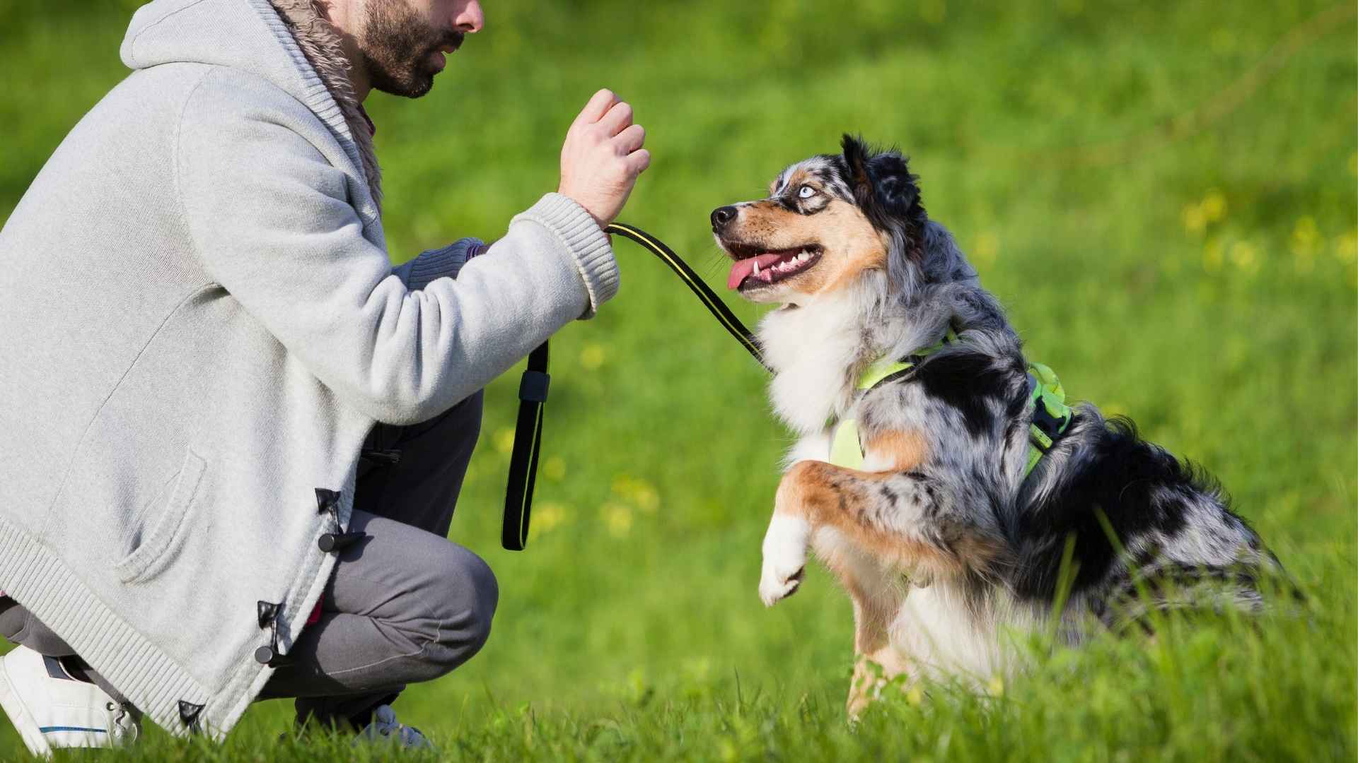 7 Most Adaptive Dog Breeds For Easy Training Process