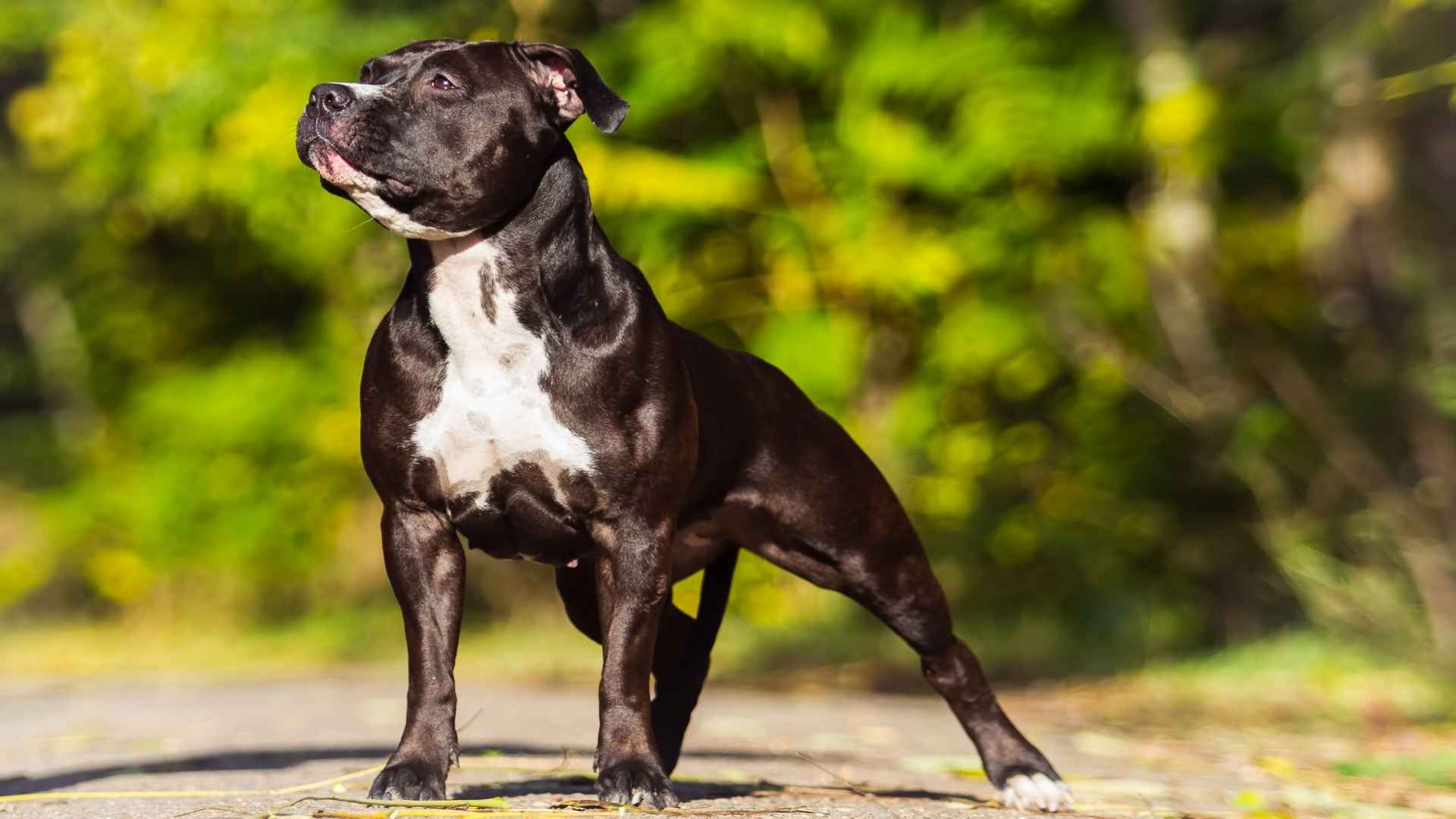 7 Most Admired Muscular Dog Breeds In Any Arena