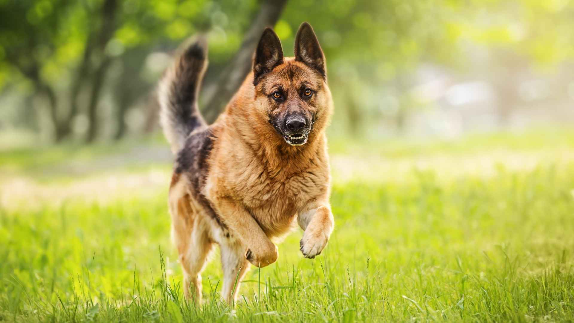 7 Most Aggressive Guard Dog Breeds In The World