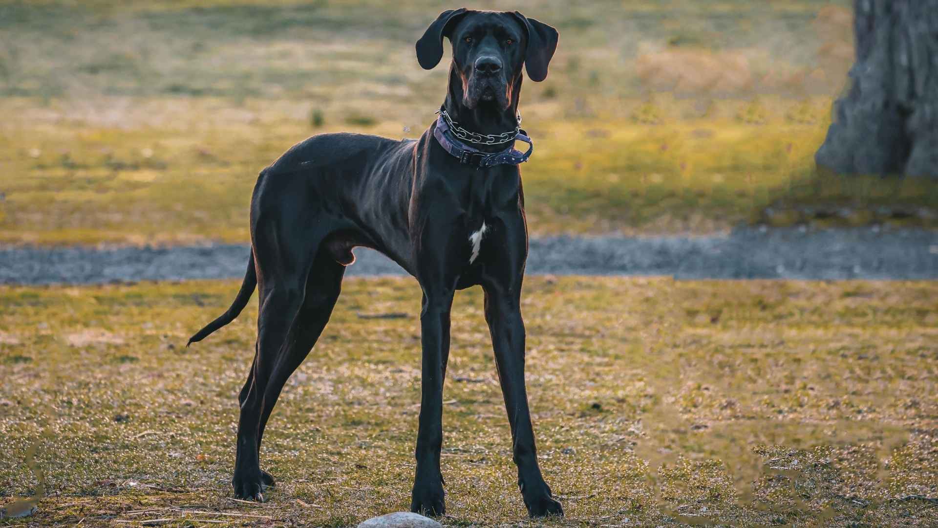 7 Most Alert Giant Dog Breeds That Will Keep You Safe